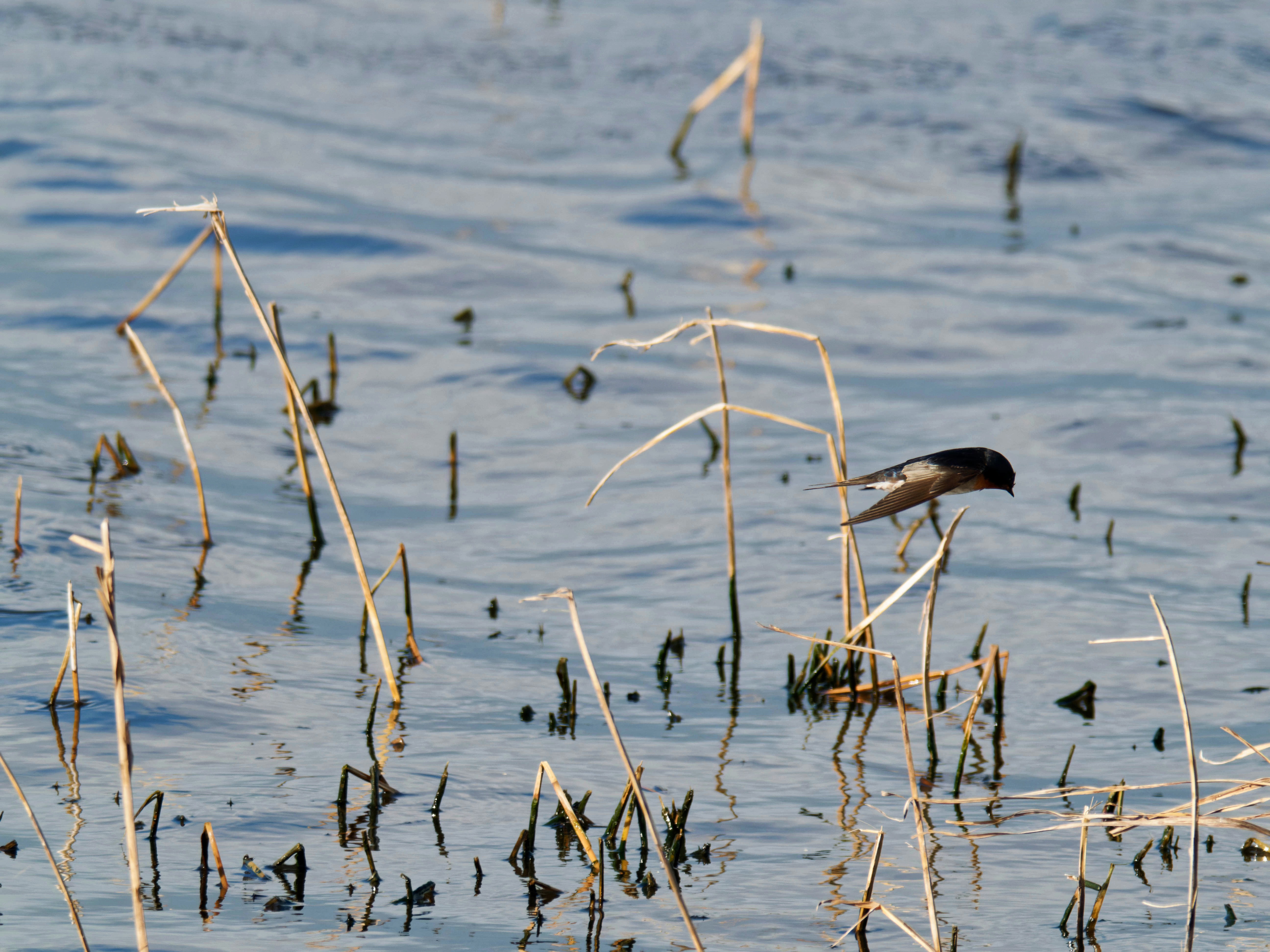 https://lemis.nyc3.digitaloceanspaces.com/grog/Photos/20260729/big/Birding-141.jpeg