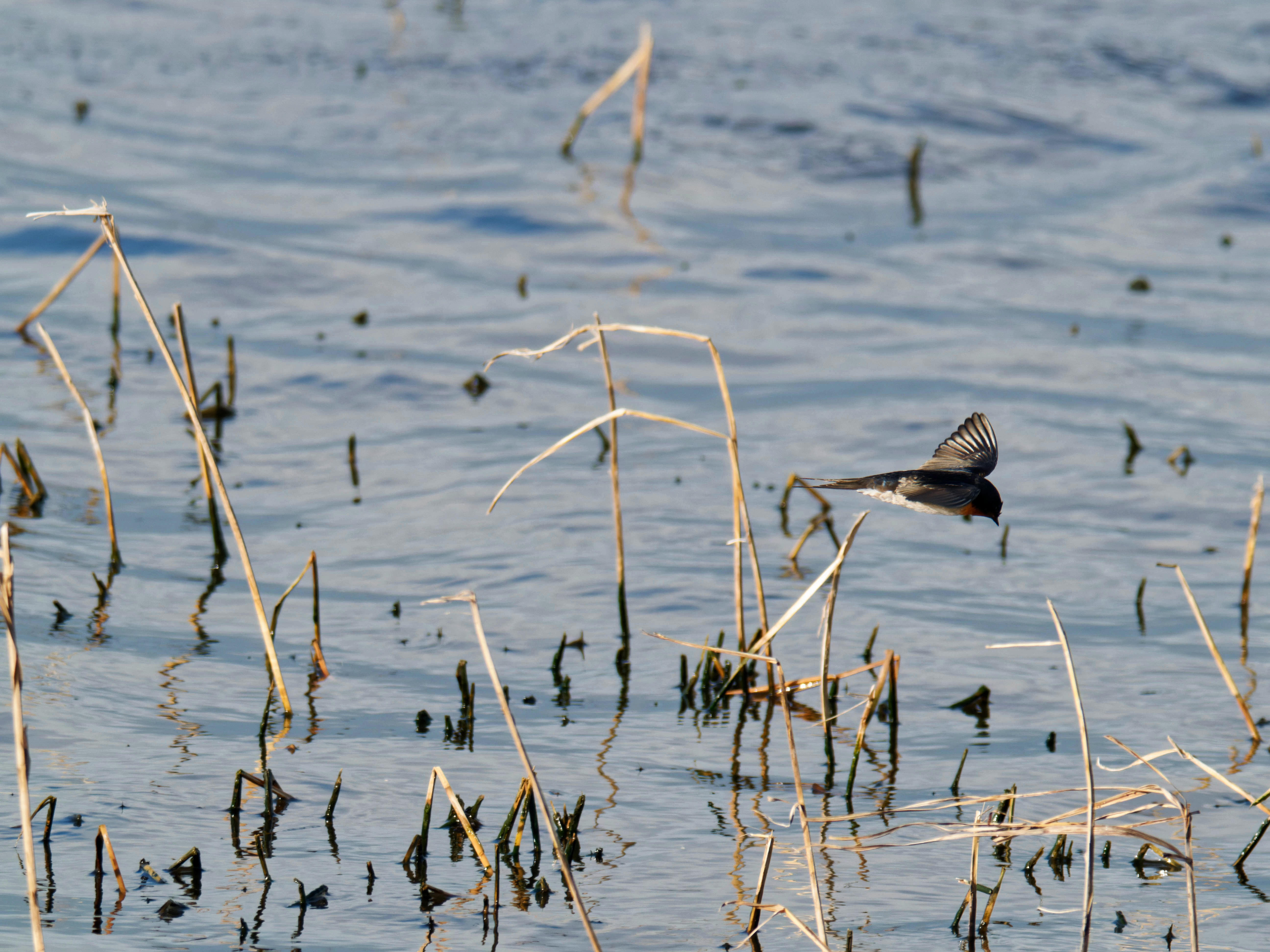 https://lemis.nyc3.digitaloceanspaces.com/grog/Photos/20260729/big/Birding-143.jpeg