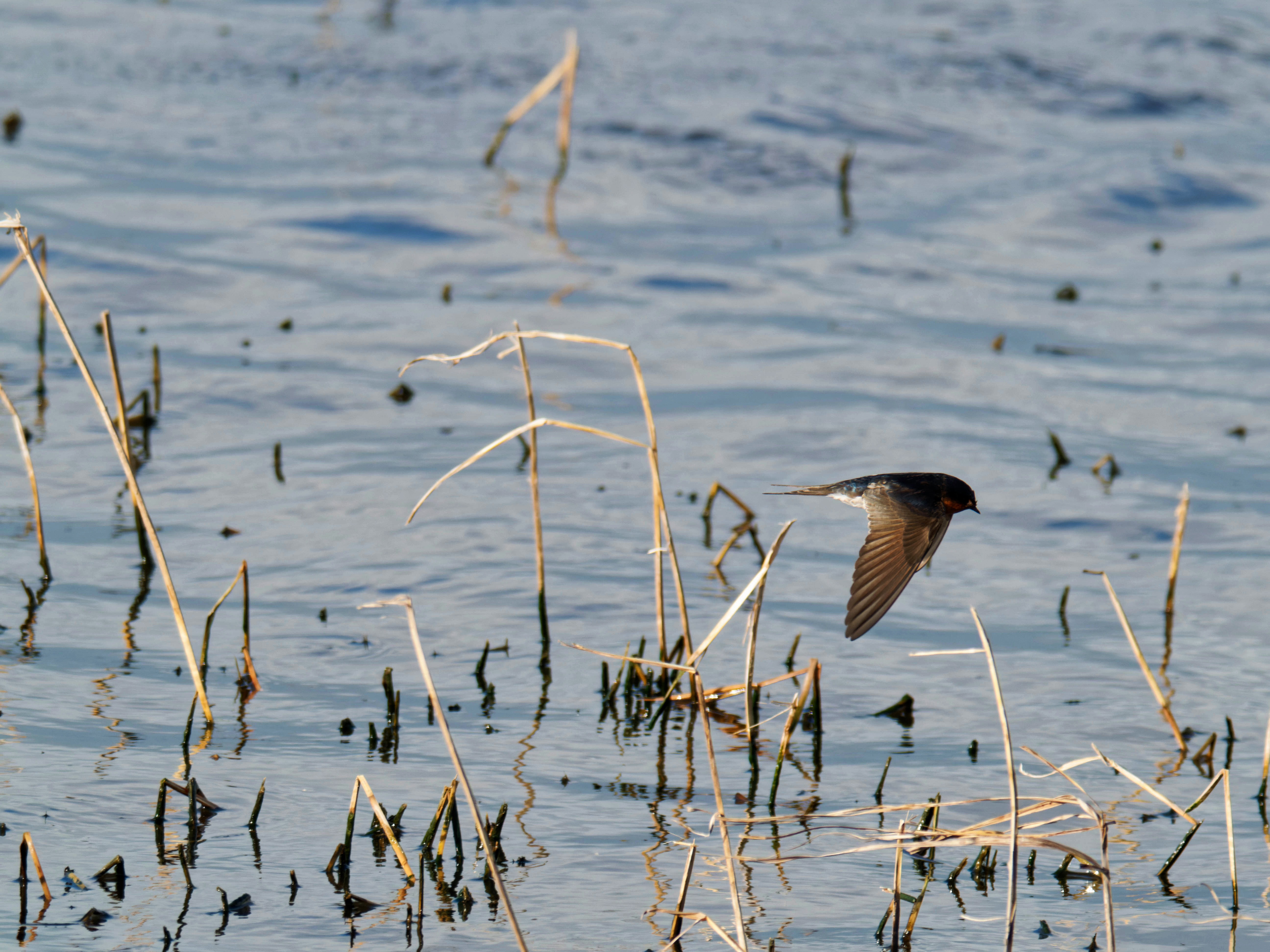 https://lemis.nyc3.digitaloceanspaces.com/grog/Photos/20260729/big/Birding-144.jpeg