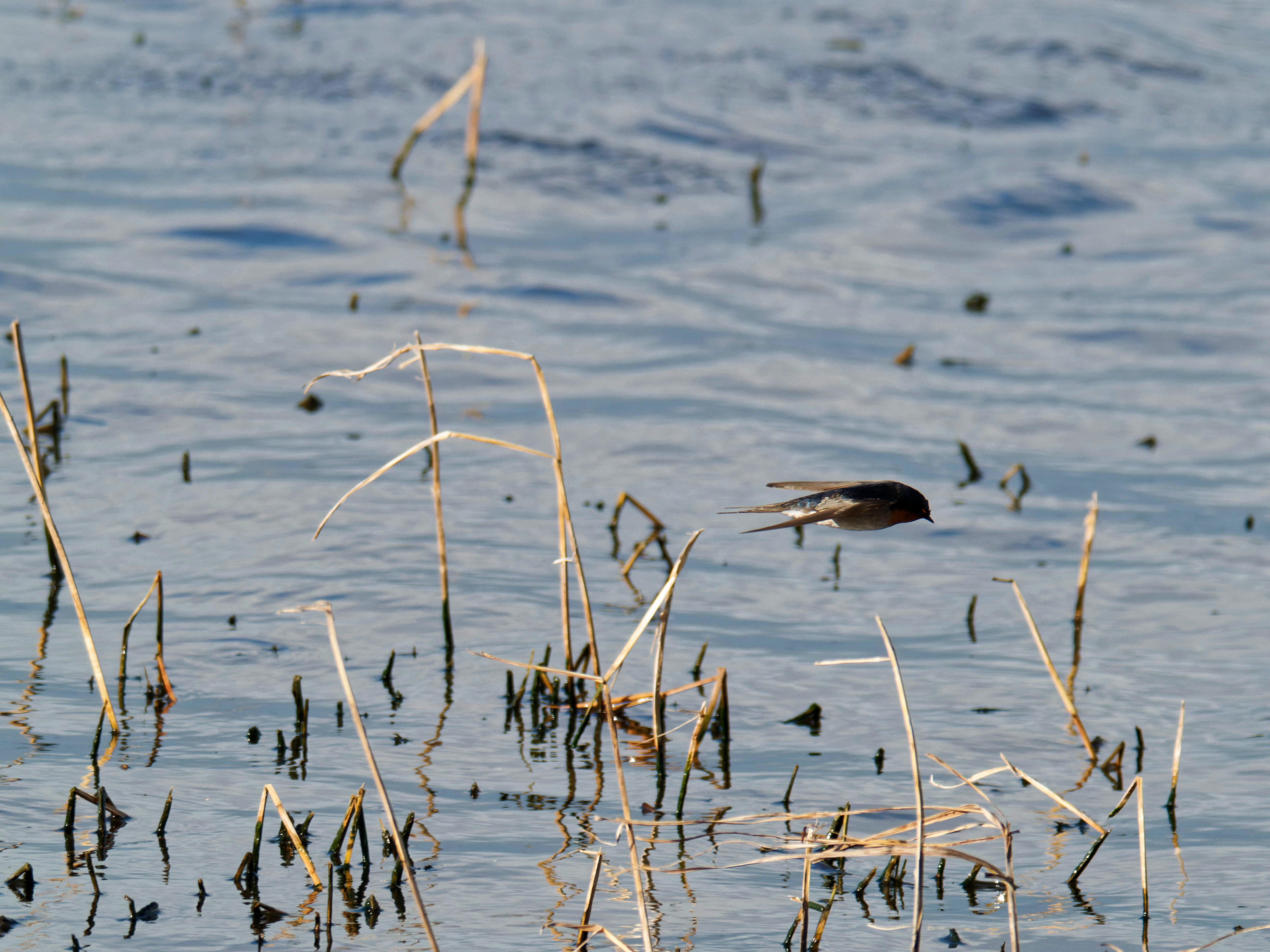 https://lemis.nyc3.digitaloceanspaces.com/grog/Photos/20260729/big/Birding-145.jpeg