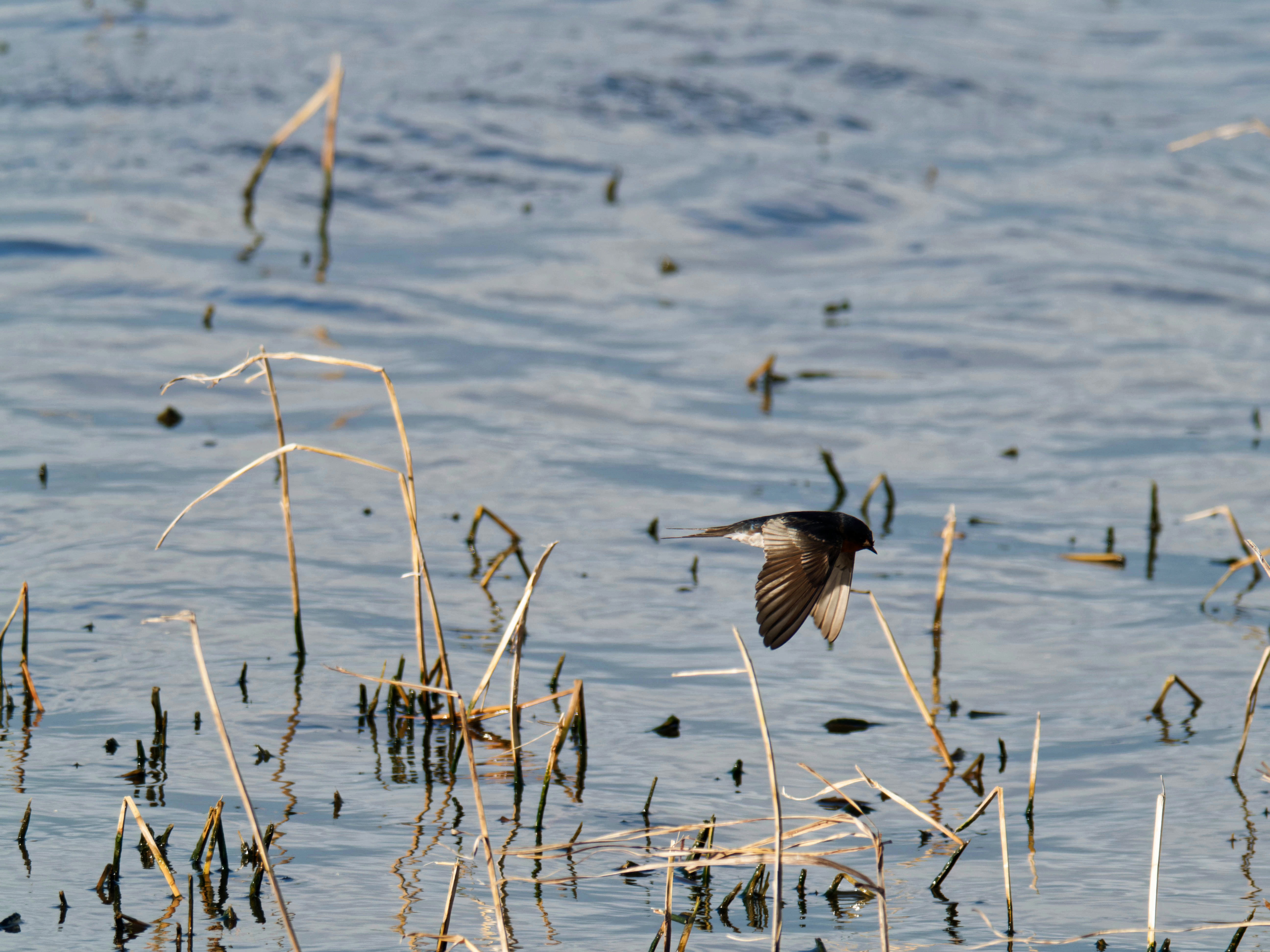 https://lemis.nyc3.digitaloceanspaces.com/grog/Photos/20260729/big/Birding-147.jpeg