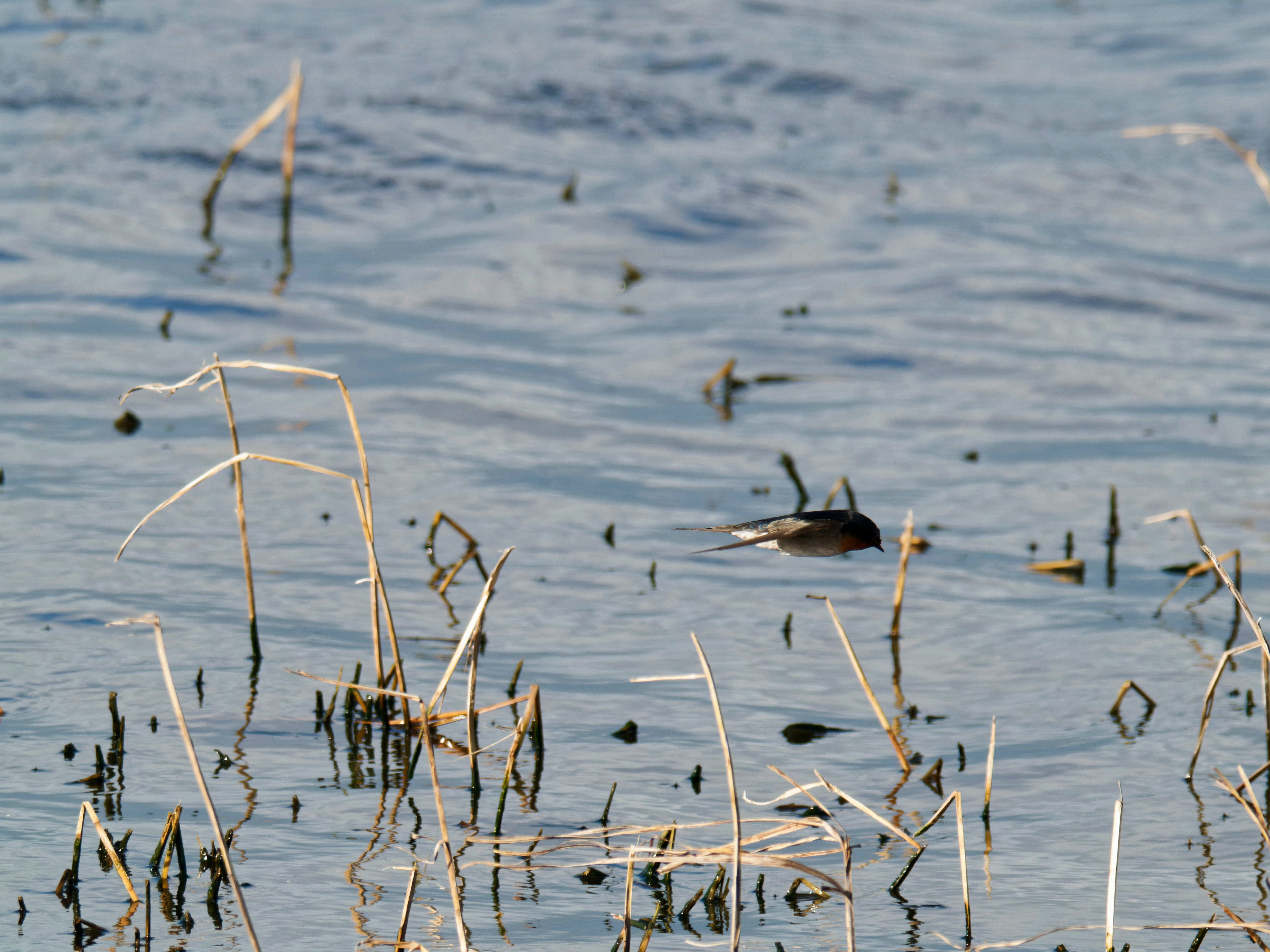 https://lemis.nyc3.digitaloceanspaces.com/grog/Photos/20260729/big/Birding-148.jpeg