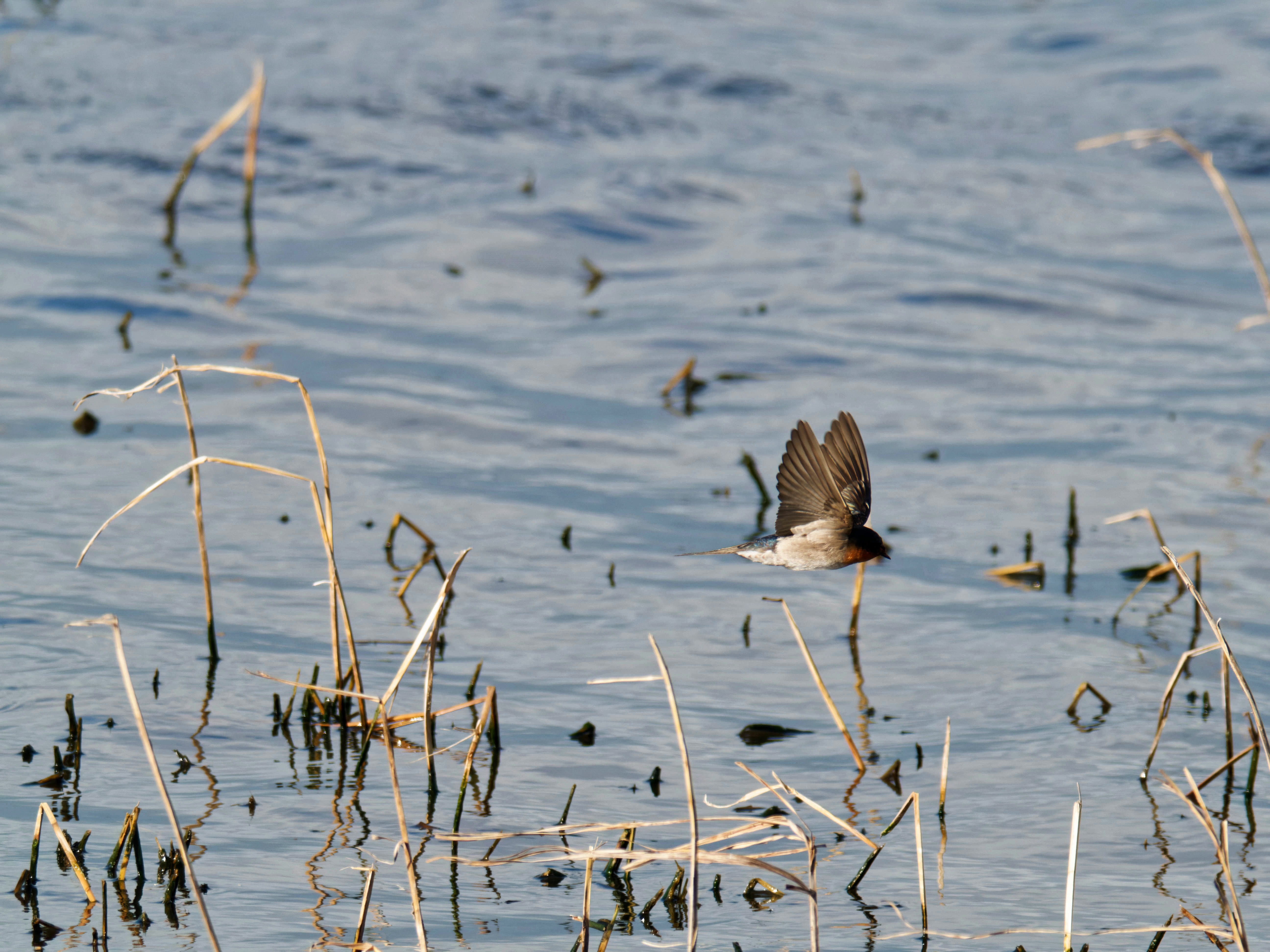https://lemis.nyc3.digitaloceanspaces.com/grog/Photos/20260729/big/Birding-149.jpeg