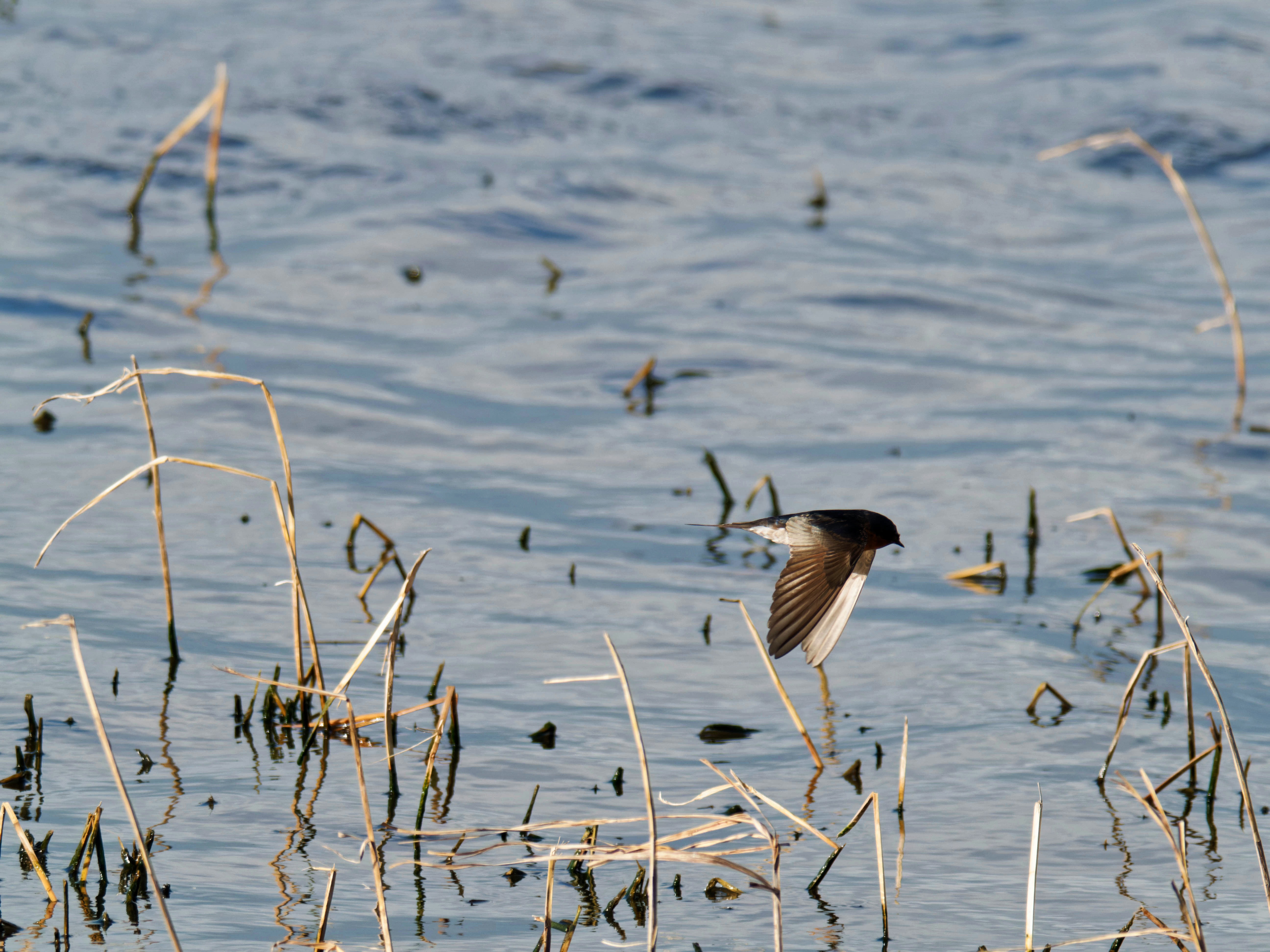 https://lemis.nyc3.digitaloceanspaces.com/grog/Photos/20260729/big/Birding-150.jpeg