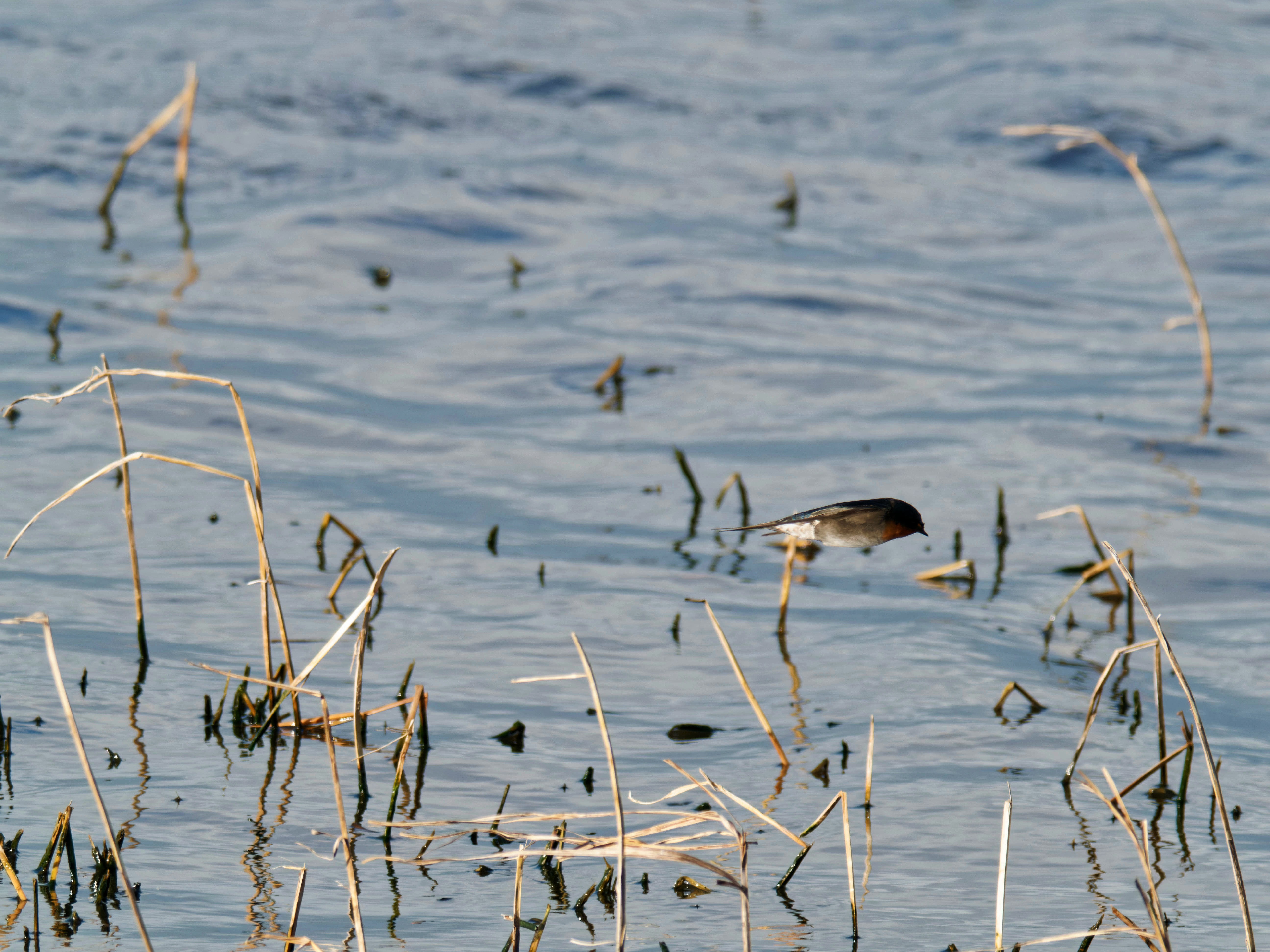 https://lemis.nyc3.digitaloceanspaces.com/grog/Photos/20260729/big/Birding-151.jpeg