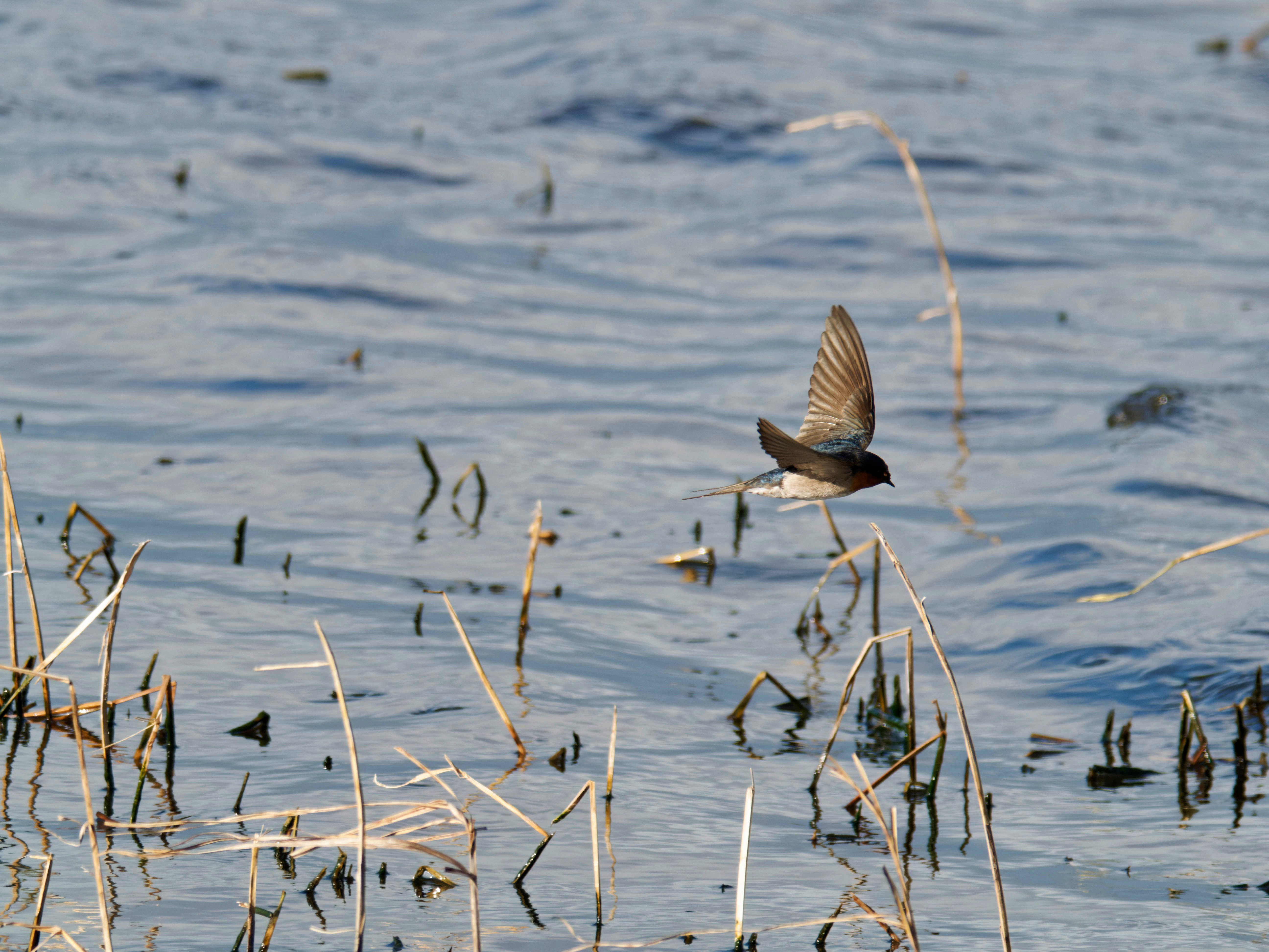 https://lemis.nyc3.digitaloceanspaces.com/grog/Photos/20260729/big/Birding-155.jpeg