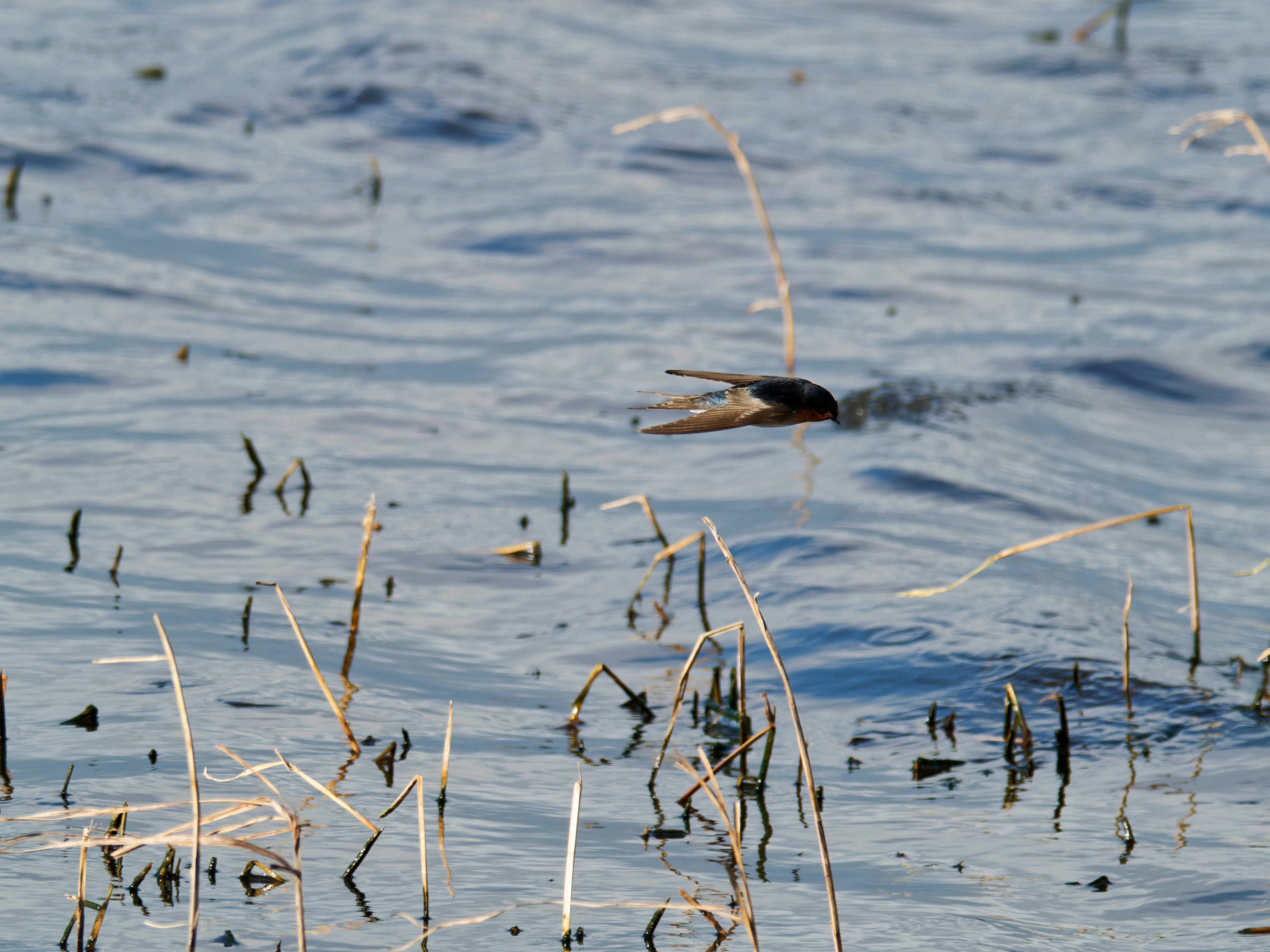 https://lemis.nyc3.digitaloceanspaces.com/grog/Photos/20260729/big/Birding-157.jpeg