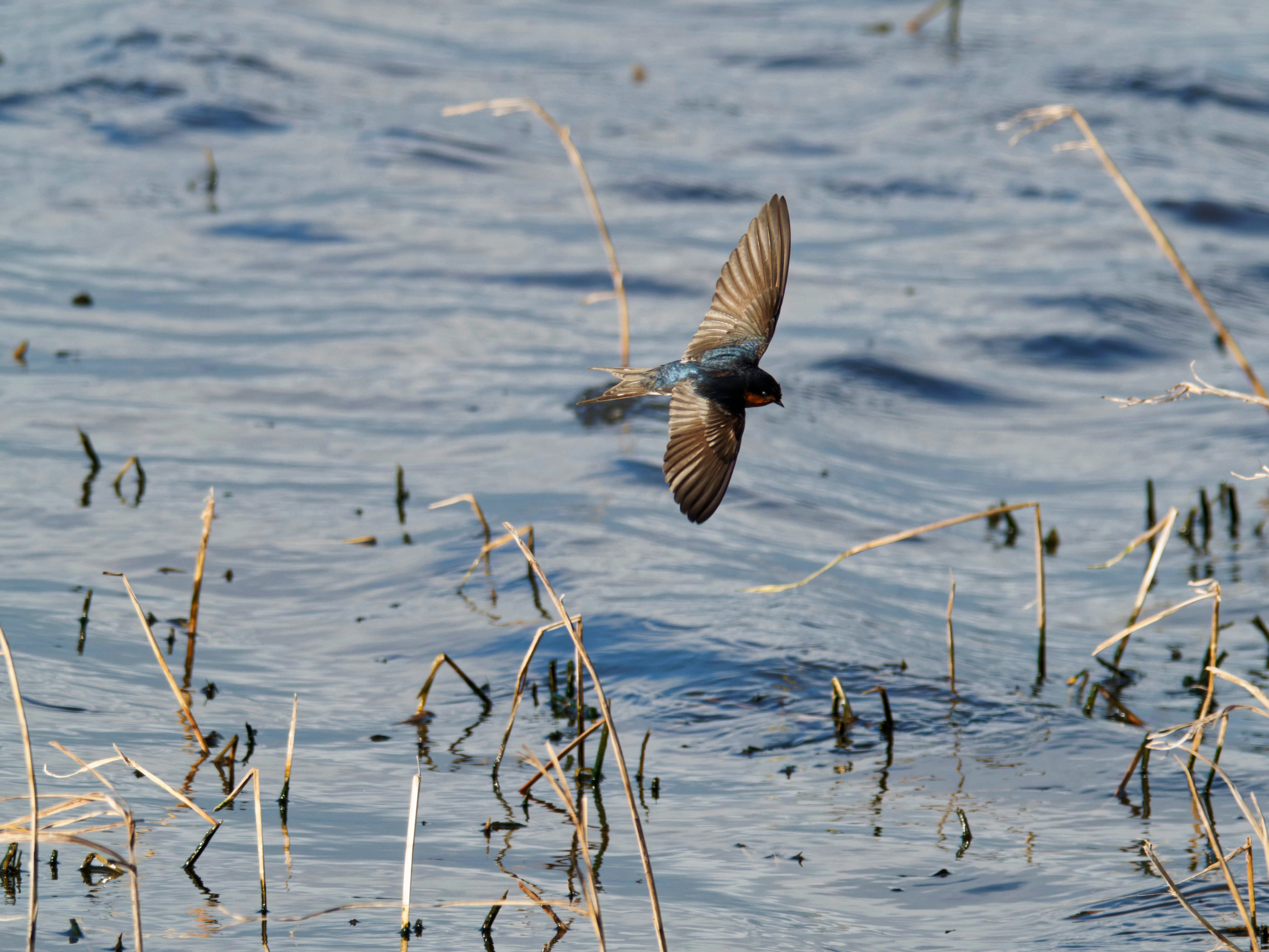 https://lemis.nyc3.digitaloceanspaces.com/grog/Photos/20260729/big/Birding-159.jpeg