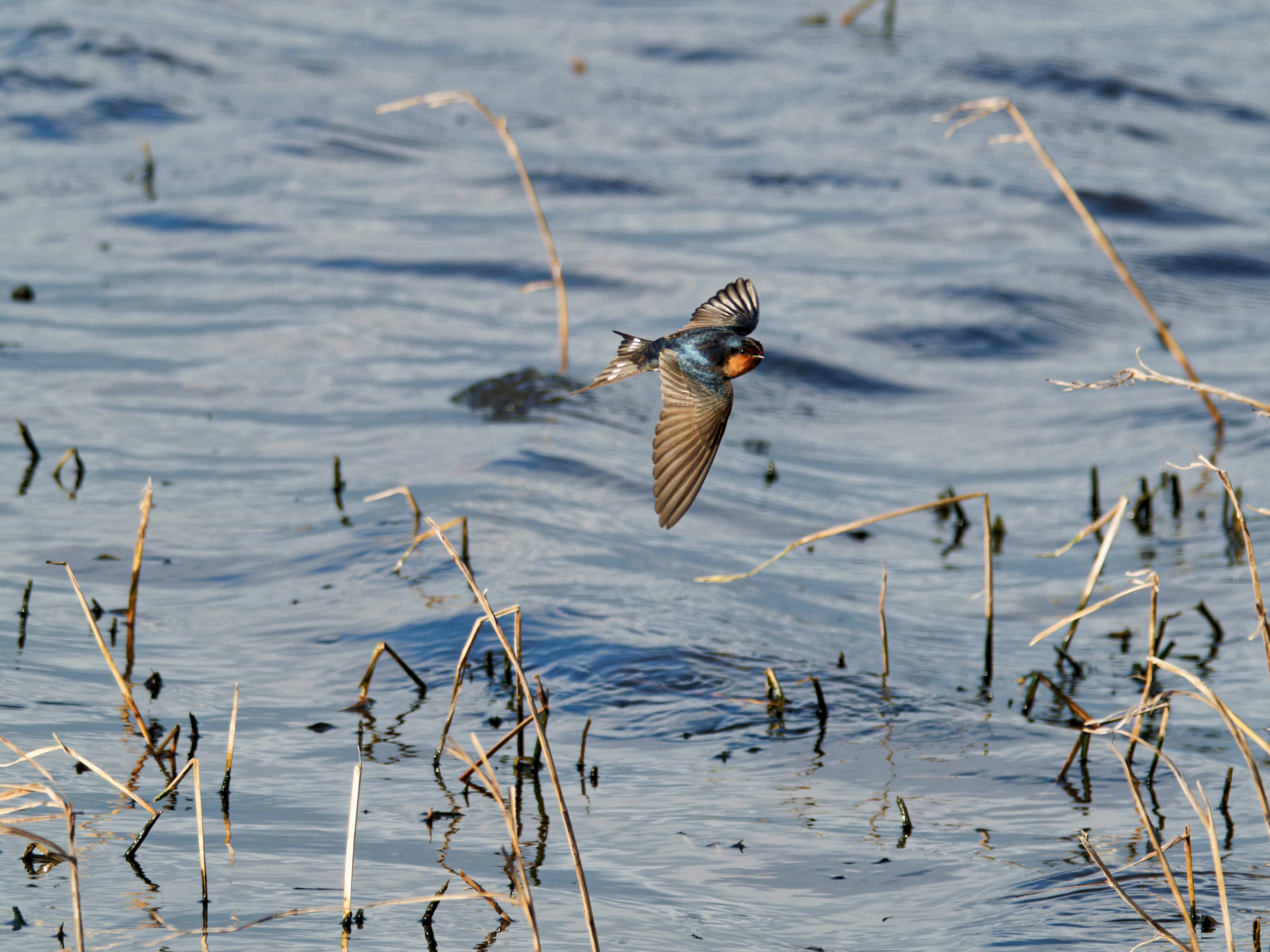 https://lemis.nyc3.digitaloceanspaces.com/grog/Photos/20260729/big/Birding-160.jpeg
