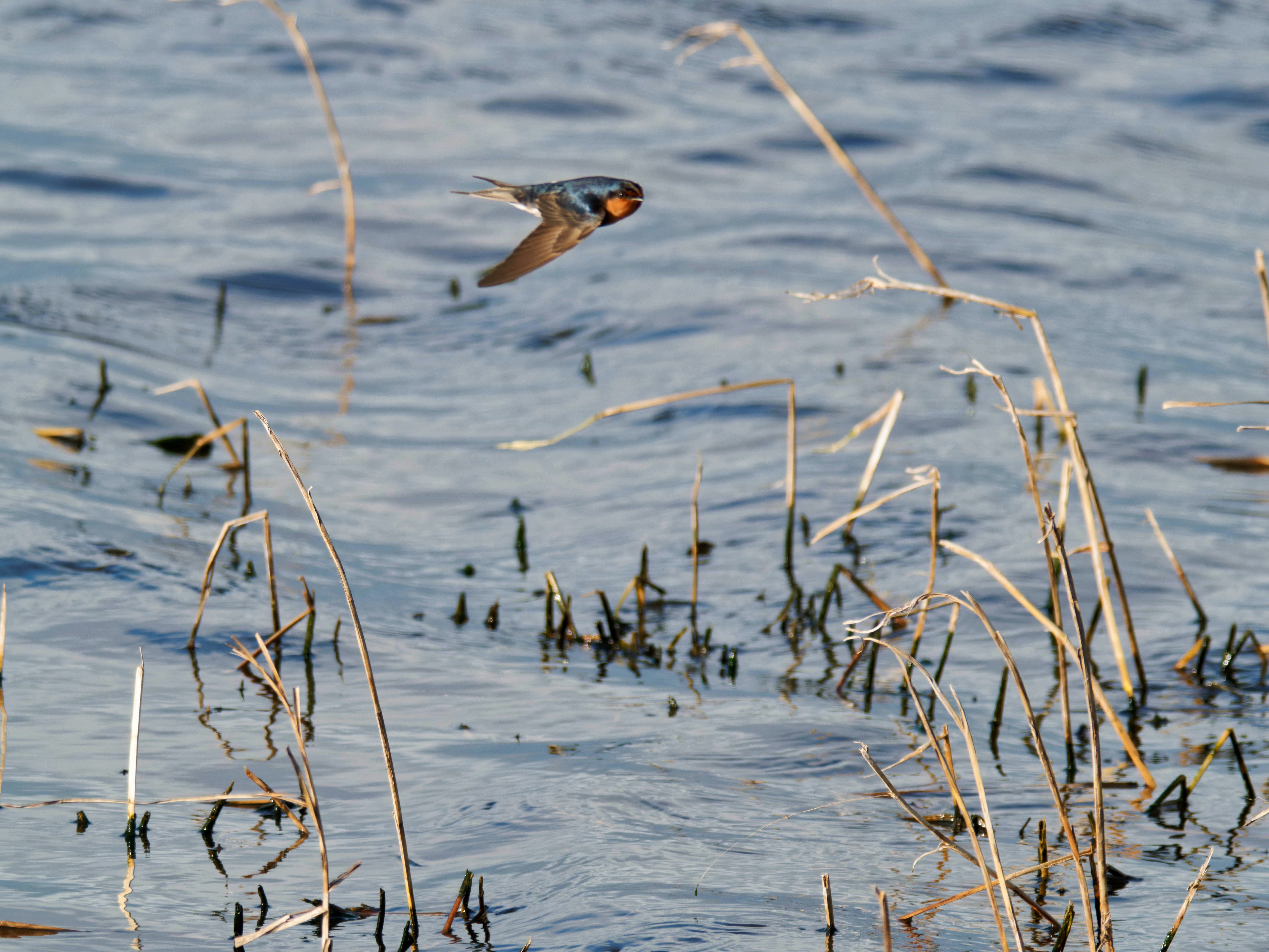 https://lemis.nyc3.digitaloceanspaces.com/grog/Photos/20260729/big/Birding-167.jpeg
