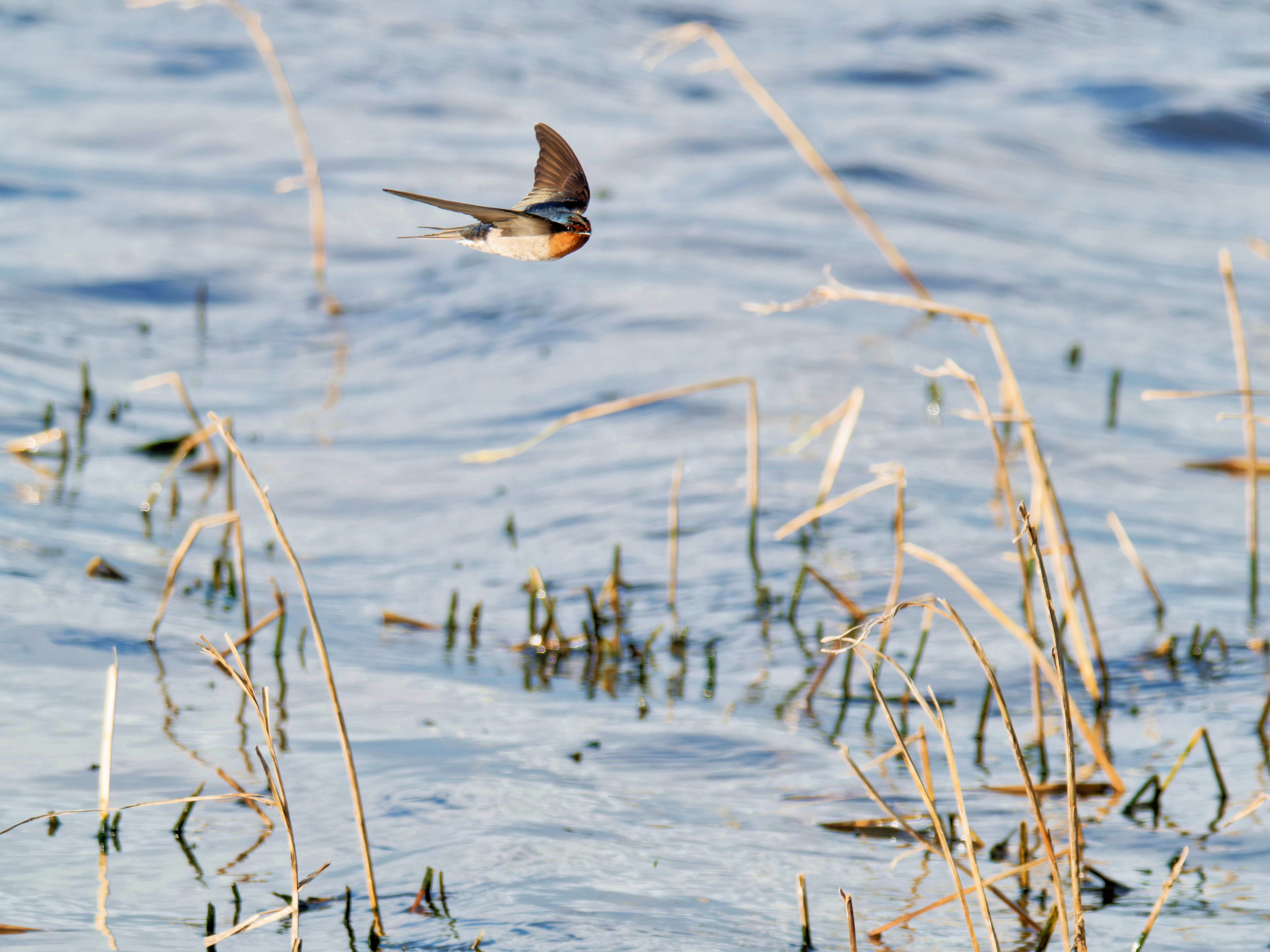 https://lemis.nyc3.digitaloceanspaces.com/grog/Photos/20260729/big/Birding-169.jpeg