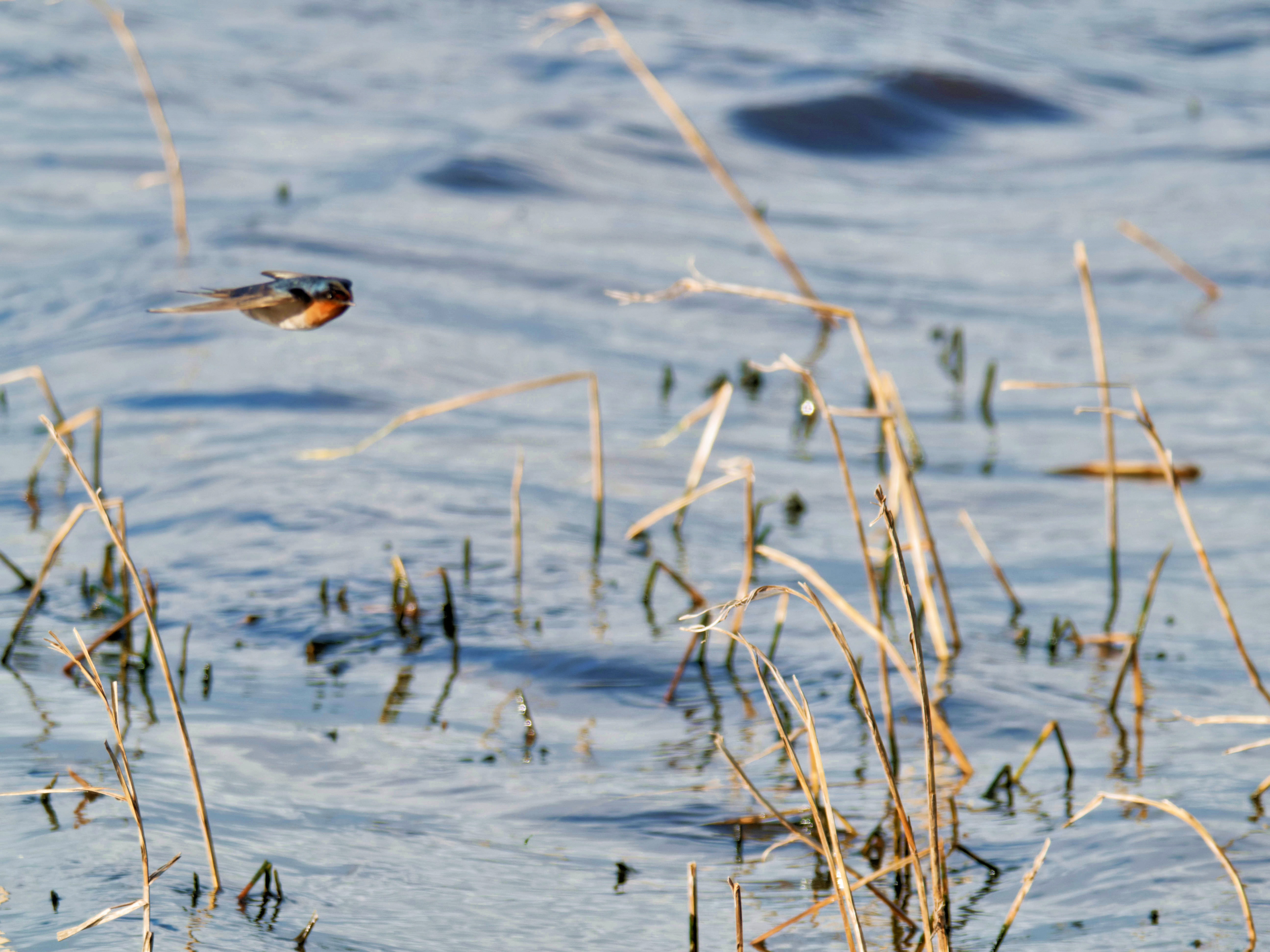 https://lemis.nyc3.digitaloceanspaces.com/grog/Photos/20260729/big/Birding-174.jpeg
