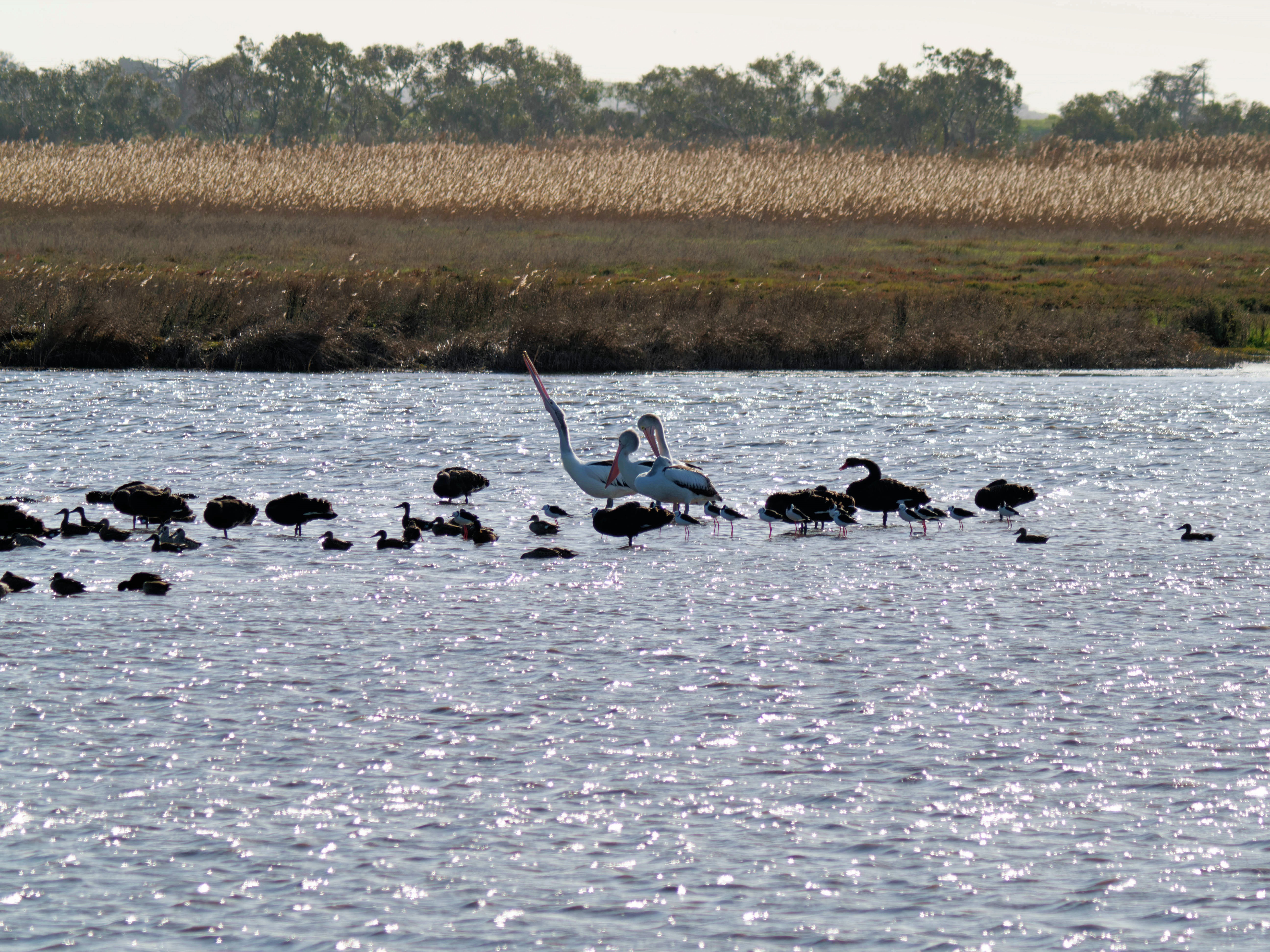 https://lemis.nyc3.digitaloceanspaces.com/grog/Photos/20260729/big/Birding-178.jpeg