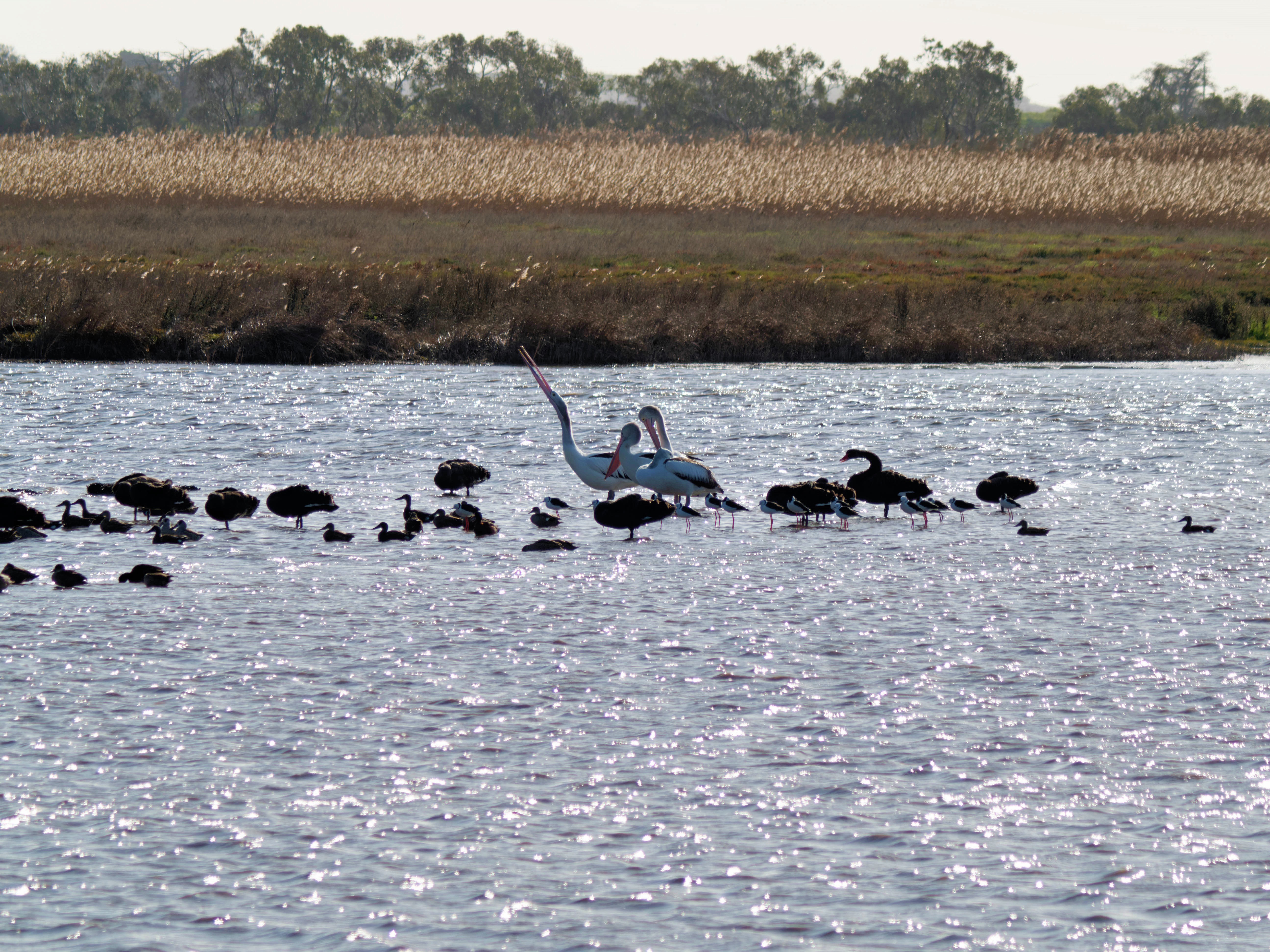 https://lemis.nyc3.digitaloceanspaces.com/grog/Photos/20260729/big/Birding-179.jpeg