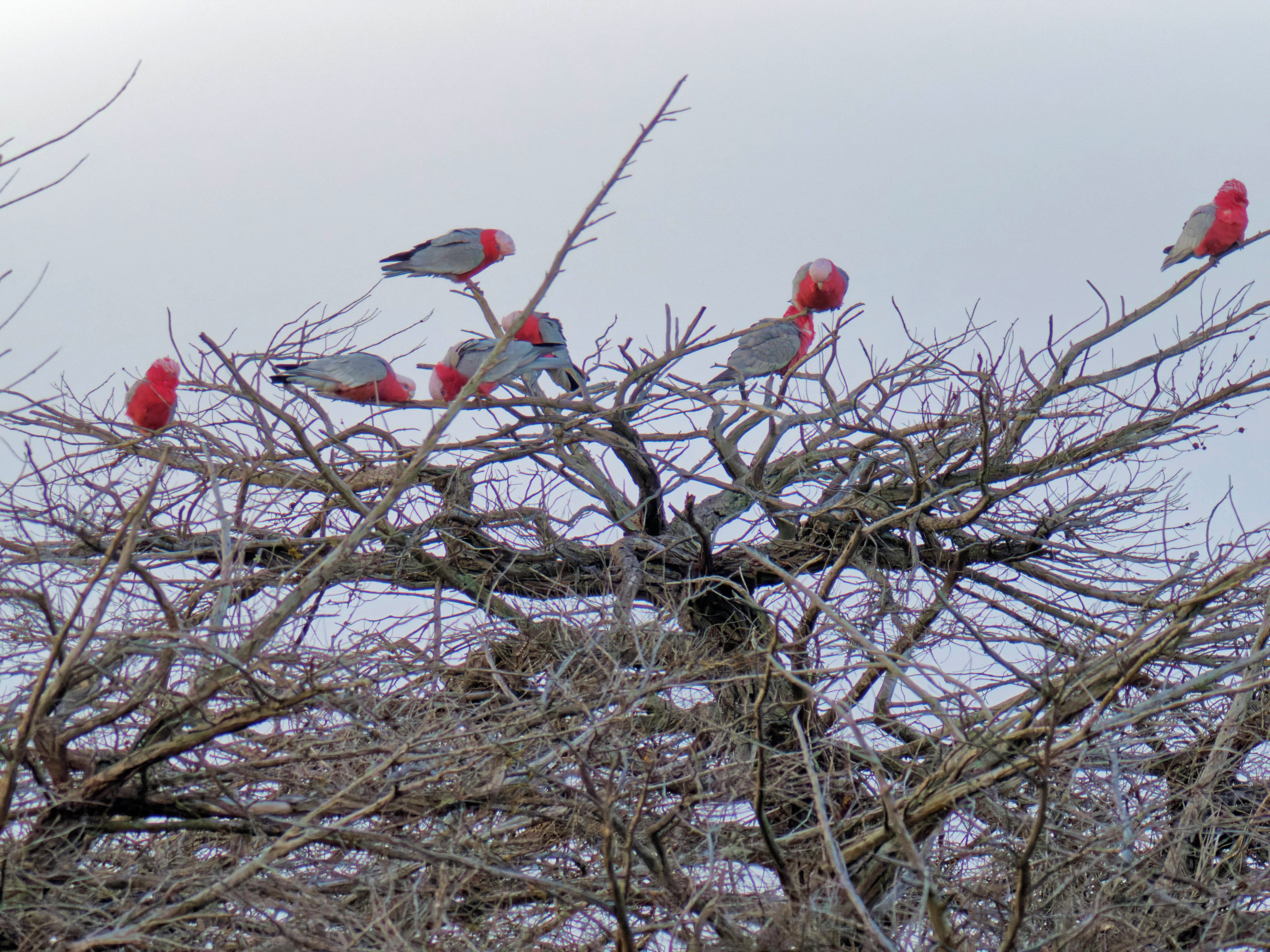 https://lemis.nyc3.digitaloceanspaces.com/grog/Photos/20260729/big/Birding-18.jpeg