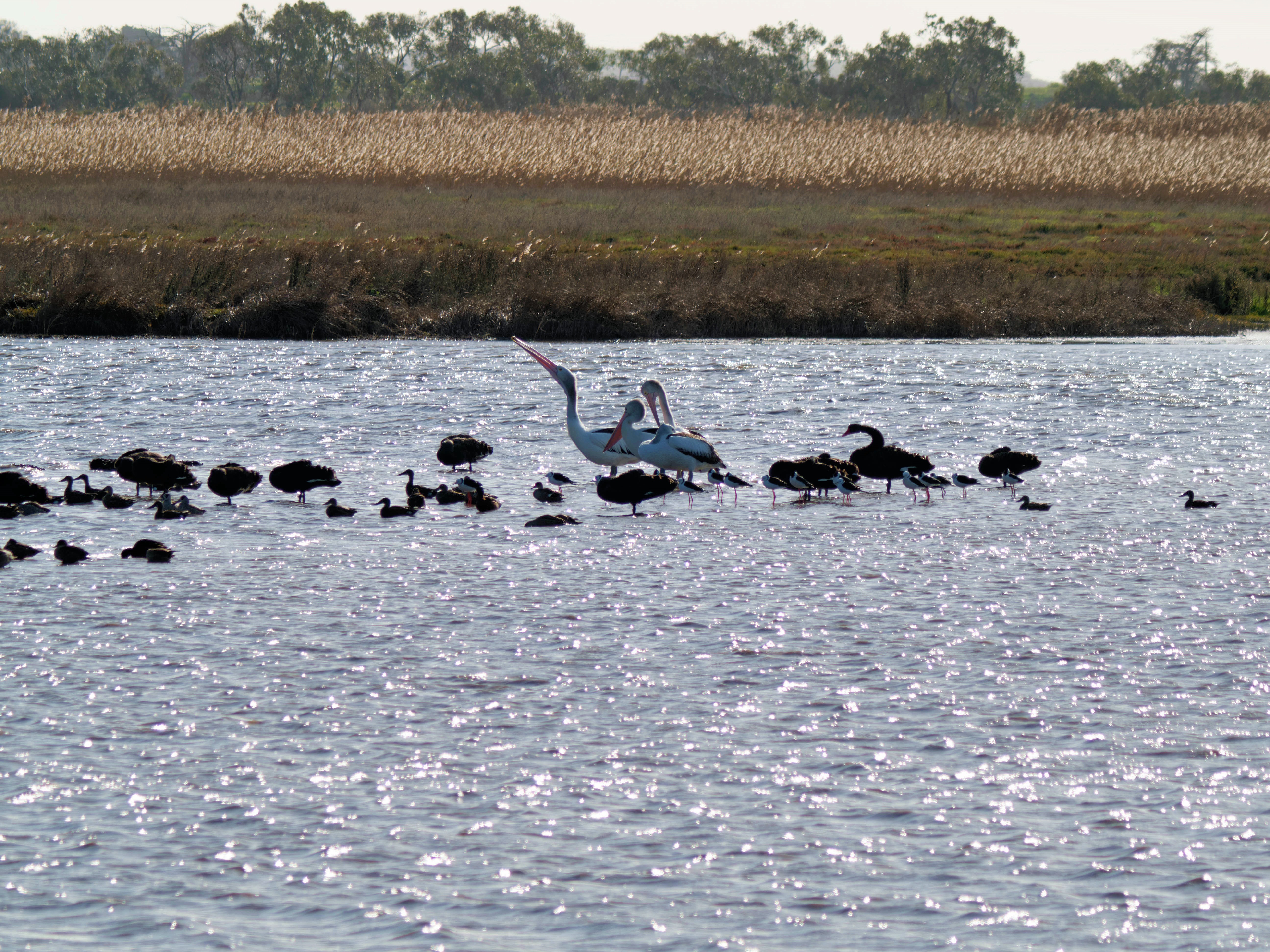 https://lemis.nyc3.digitaloceanspaces.com/grog/Photos/20260729/big/Birding-181.jpeg