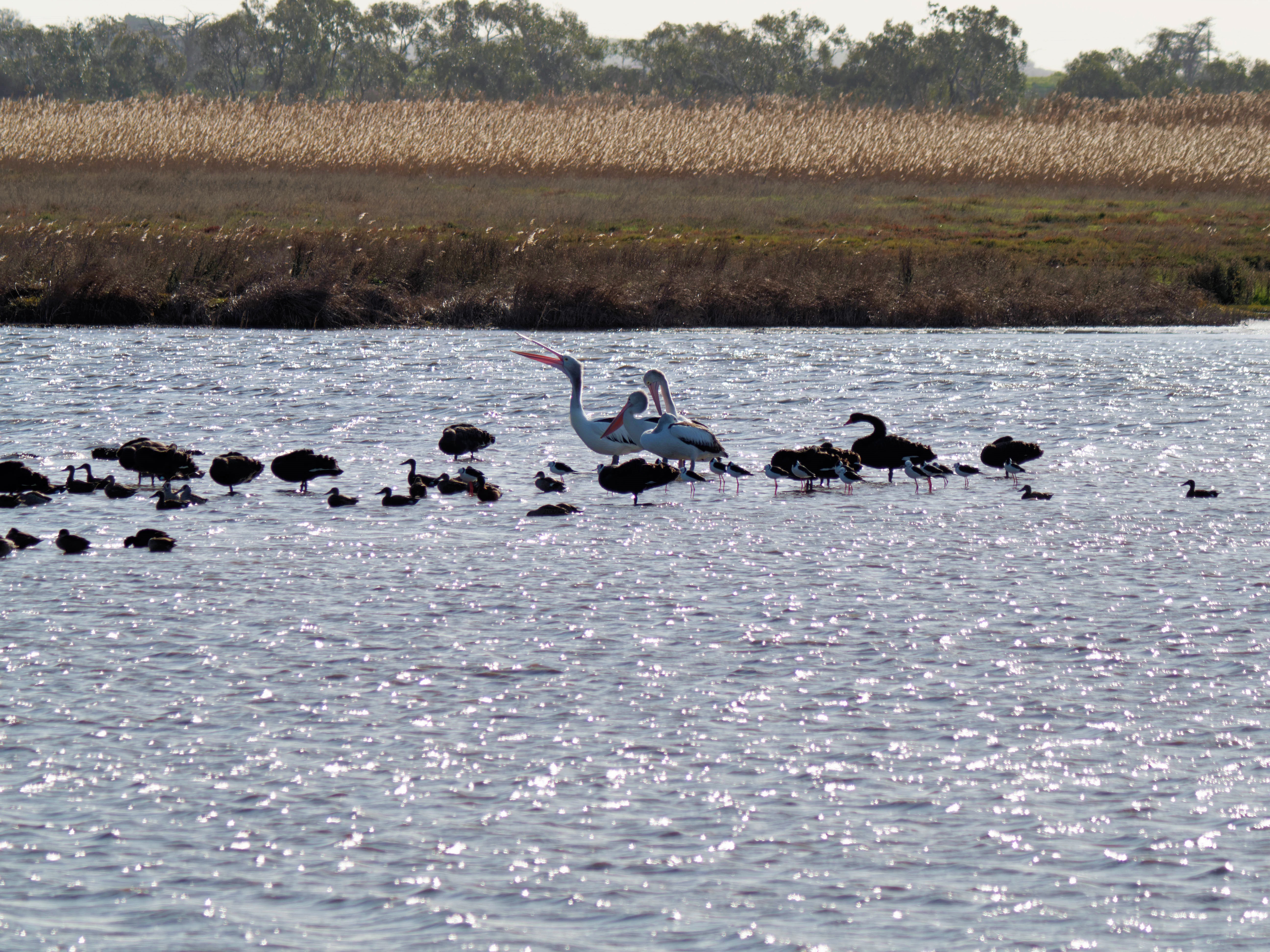 https://lemis.nyc3.digitaloceanspaces.com/grog/Photos/20260729/big/Birding-183.jpeg