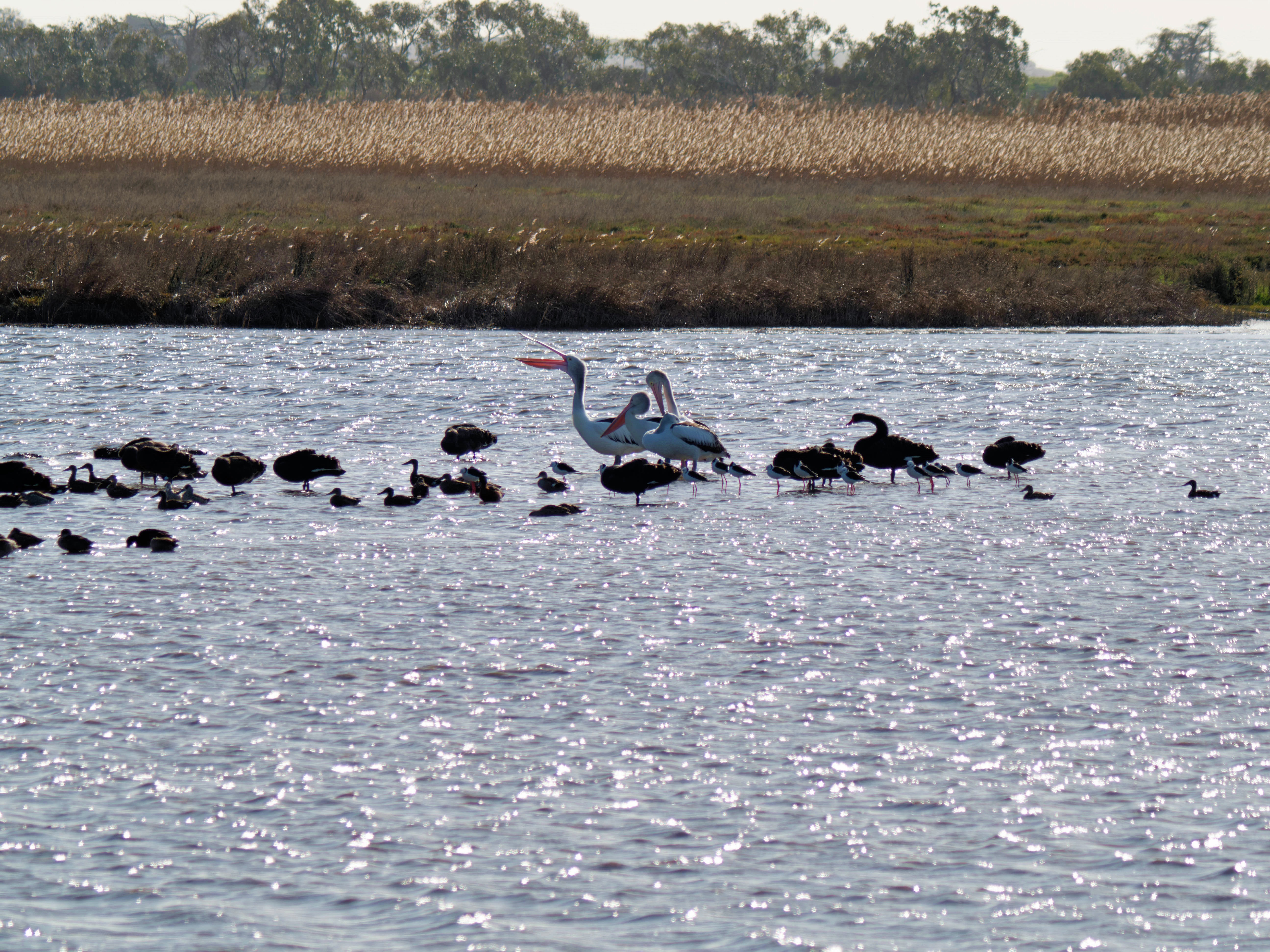 https://lemis.nyc3.digitaloceanspaces.com/grog/Photos/20260729/big/Birding-184.jpeg