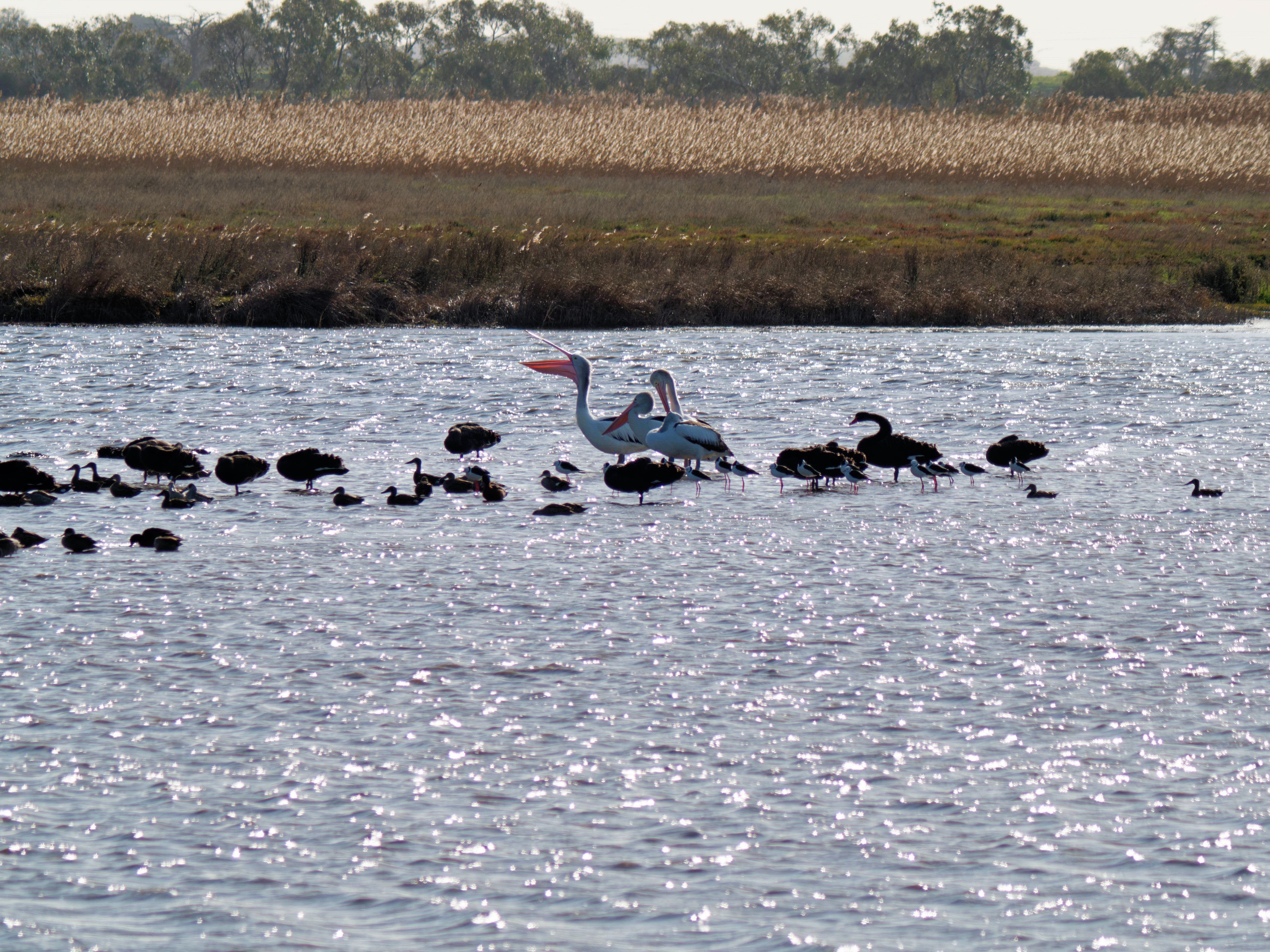 https://lemis.nyc3.digitaloceanspaces.com/grog/Photos/20260729/big/Birding-185.jpeg
