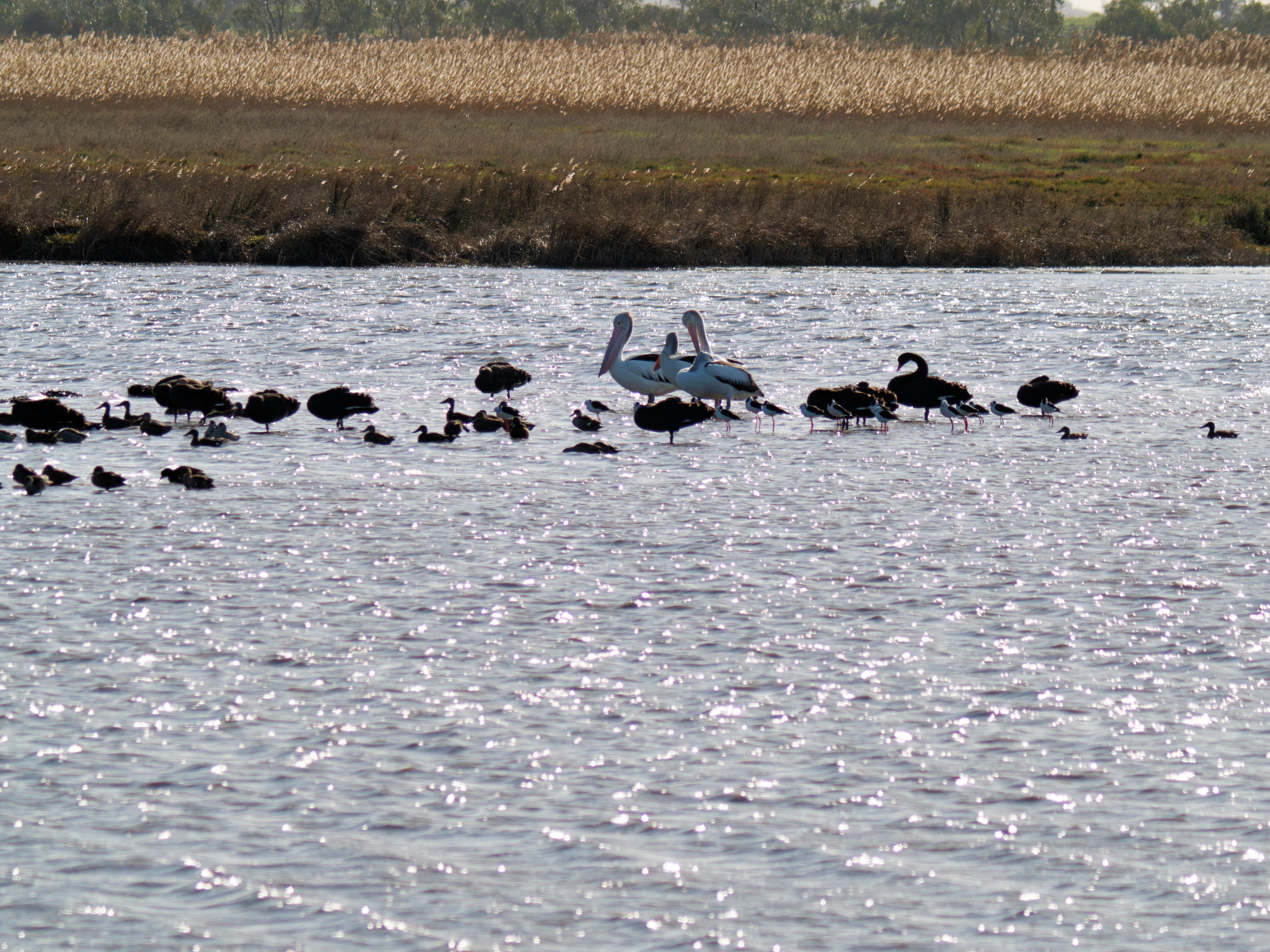 https://lemis.nyc3.digitaloceanspaces.com/grog/Photos/20260729/big/Birding-186.jpeg