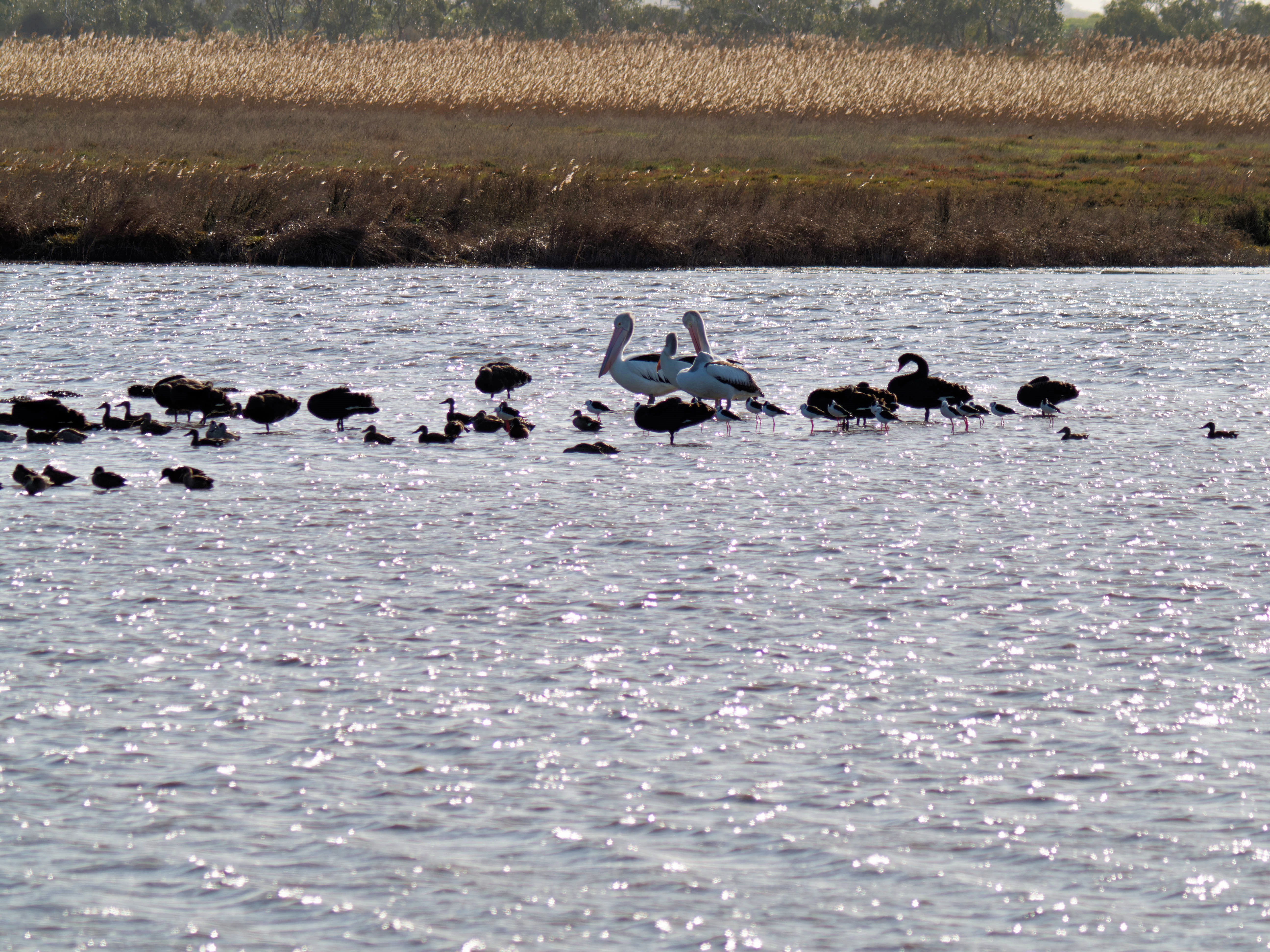 https://lemis.nyc3.digitaloceanspaces.com/grog/Photos/20260729/big/Birding-187.jpeg
