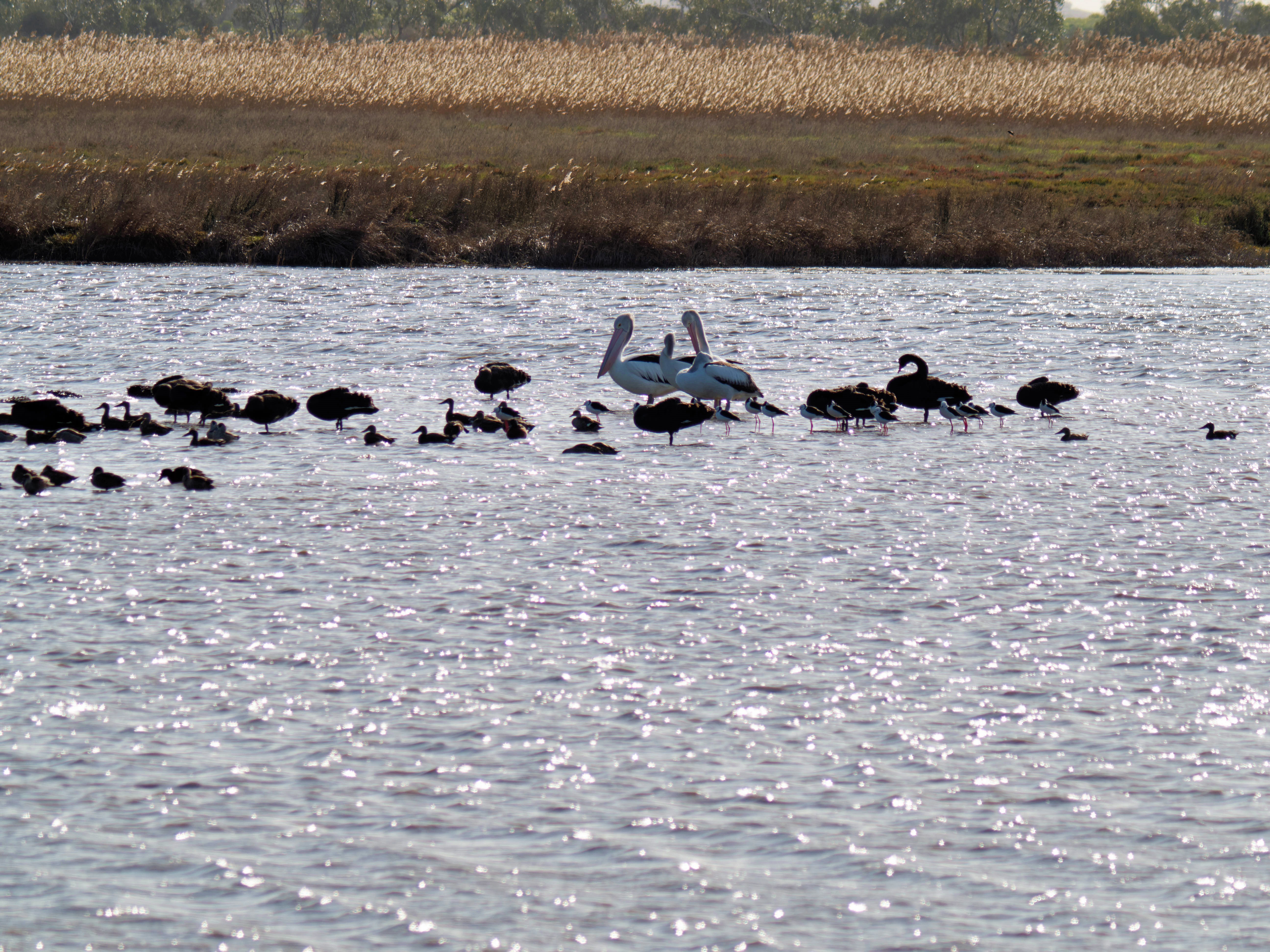 https://lemis.nyc3.digitaloceanspaces.com/grog/Photos/20260729/big/Birding-189.jpeg