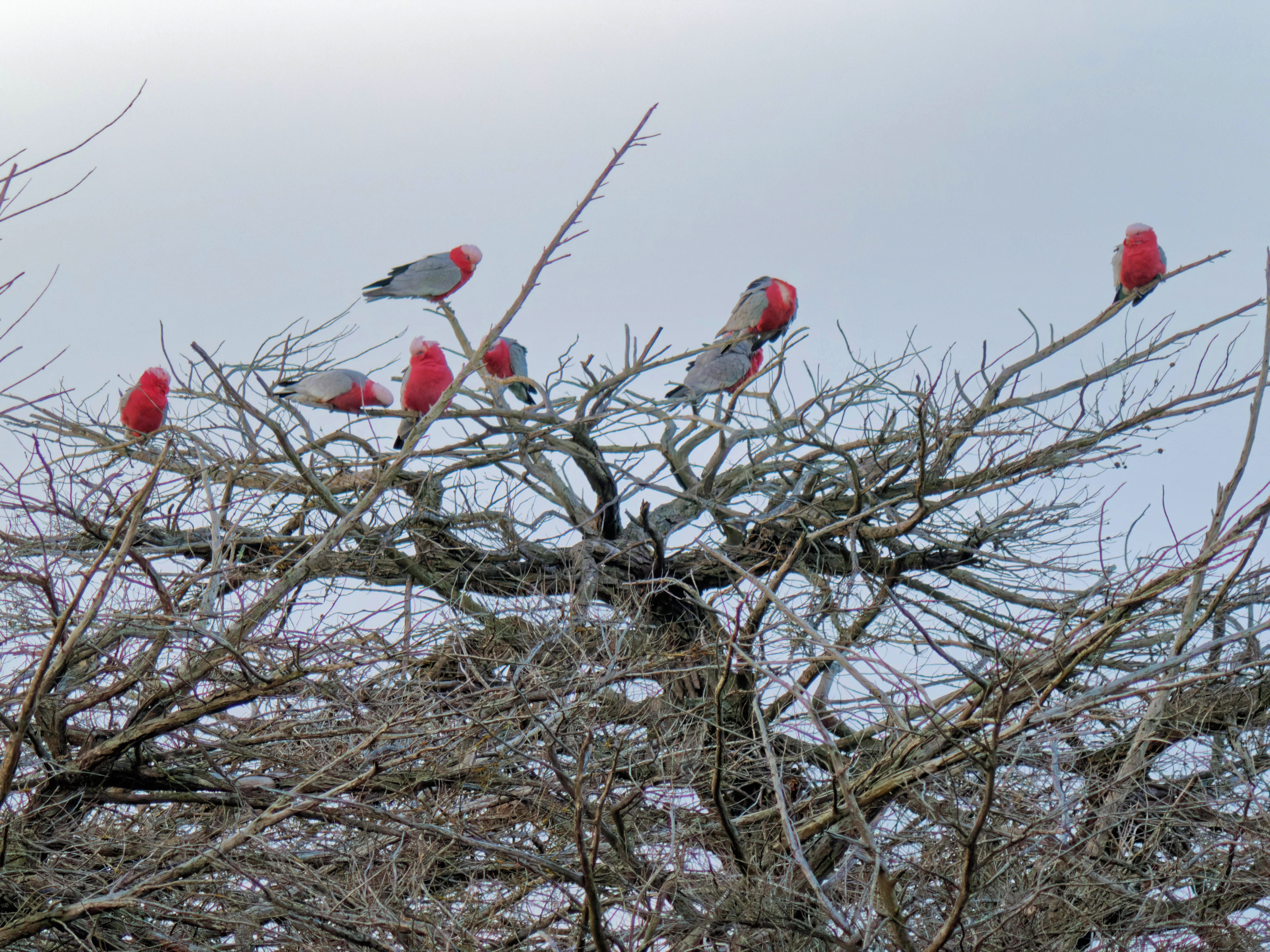 https://lemis.nyc3.digitaloceanspaces.com/grog/Photos/20260729/big/Birding-19.jpeg