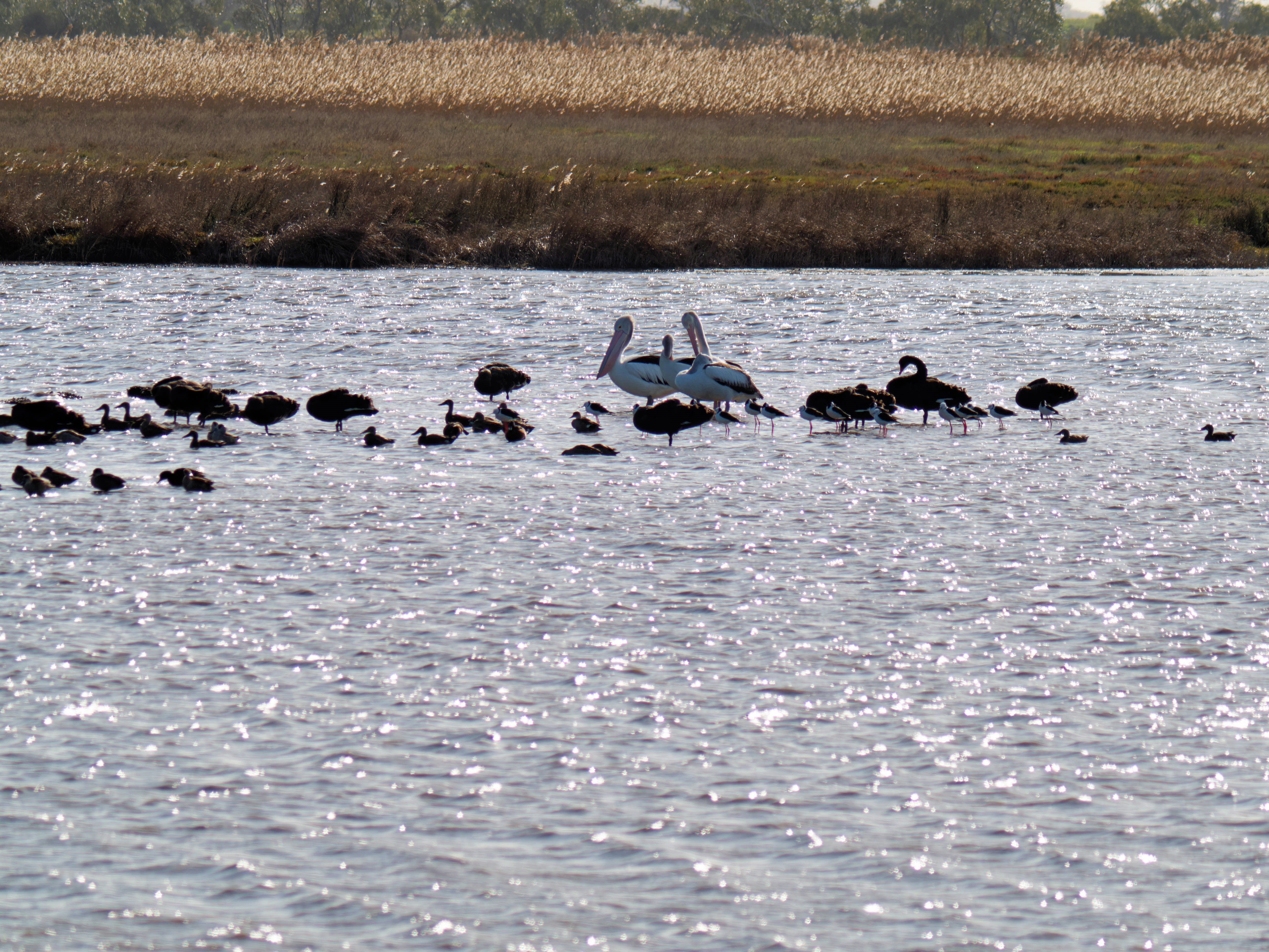 https://lemis.nyc3.digitaloceanspaces.com/grog/Photos/20260729/big/Birding-191.jpeg