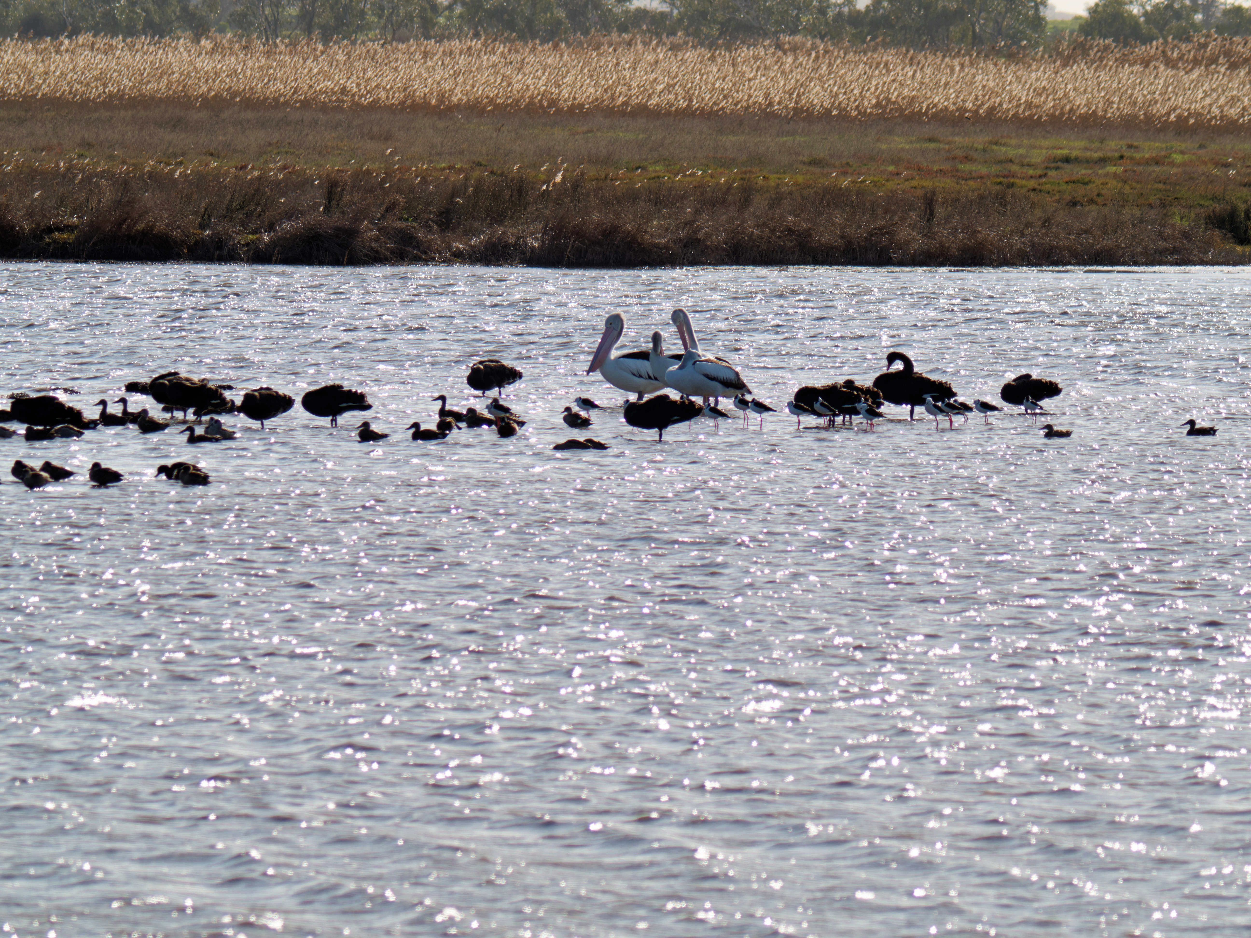https://lemis.nyc3.digitaloceanspaces.com/grog/Photos/20260729/big/Birding-192.jpeg