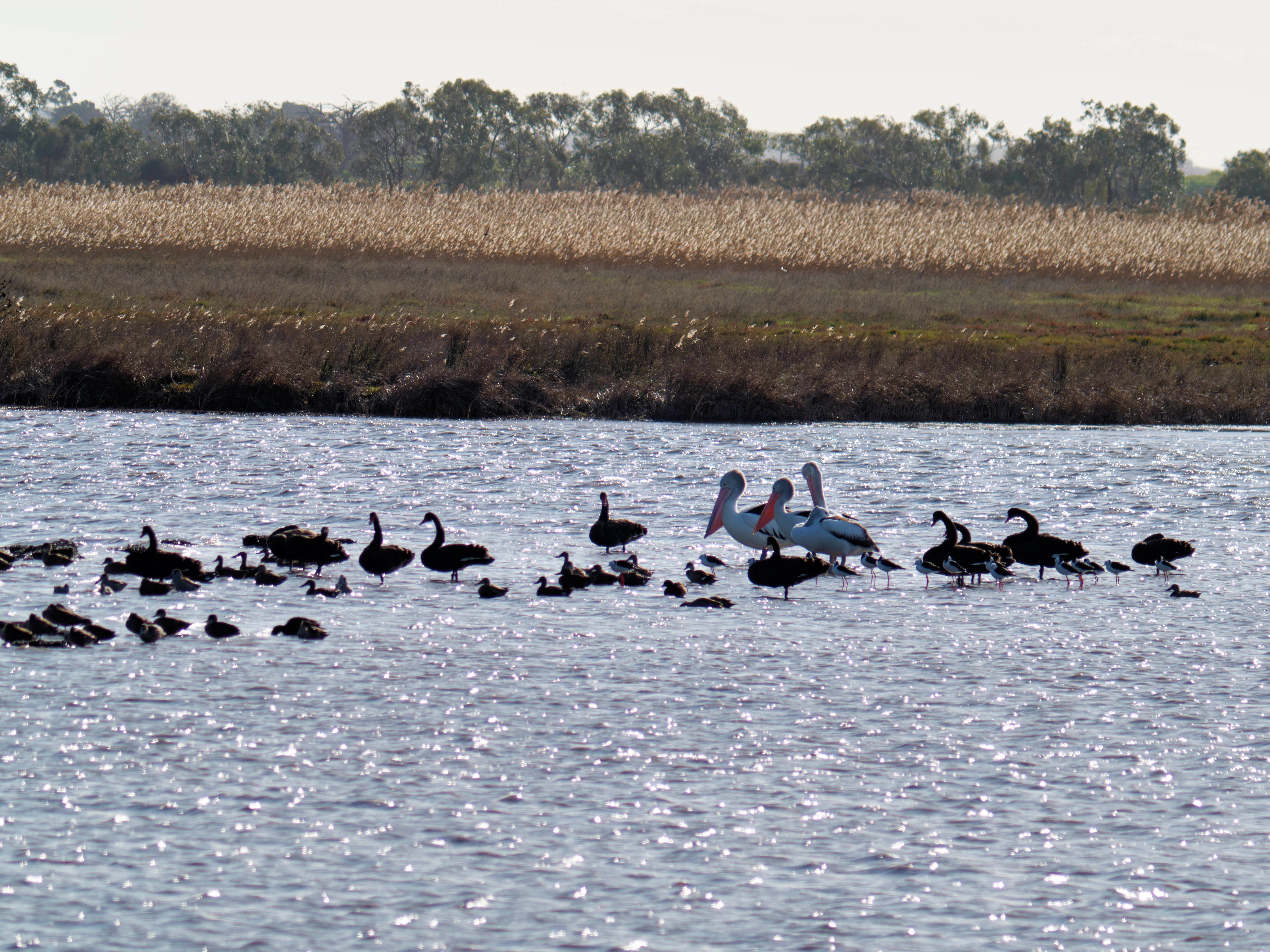 https://lemis.nyc3.digitaloceanspaces.com/grog/Photos/20260729/big/Birding-193.jpeg