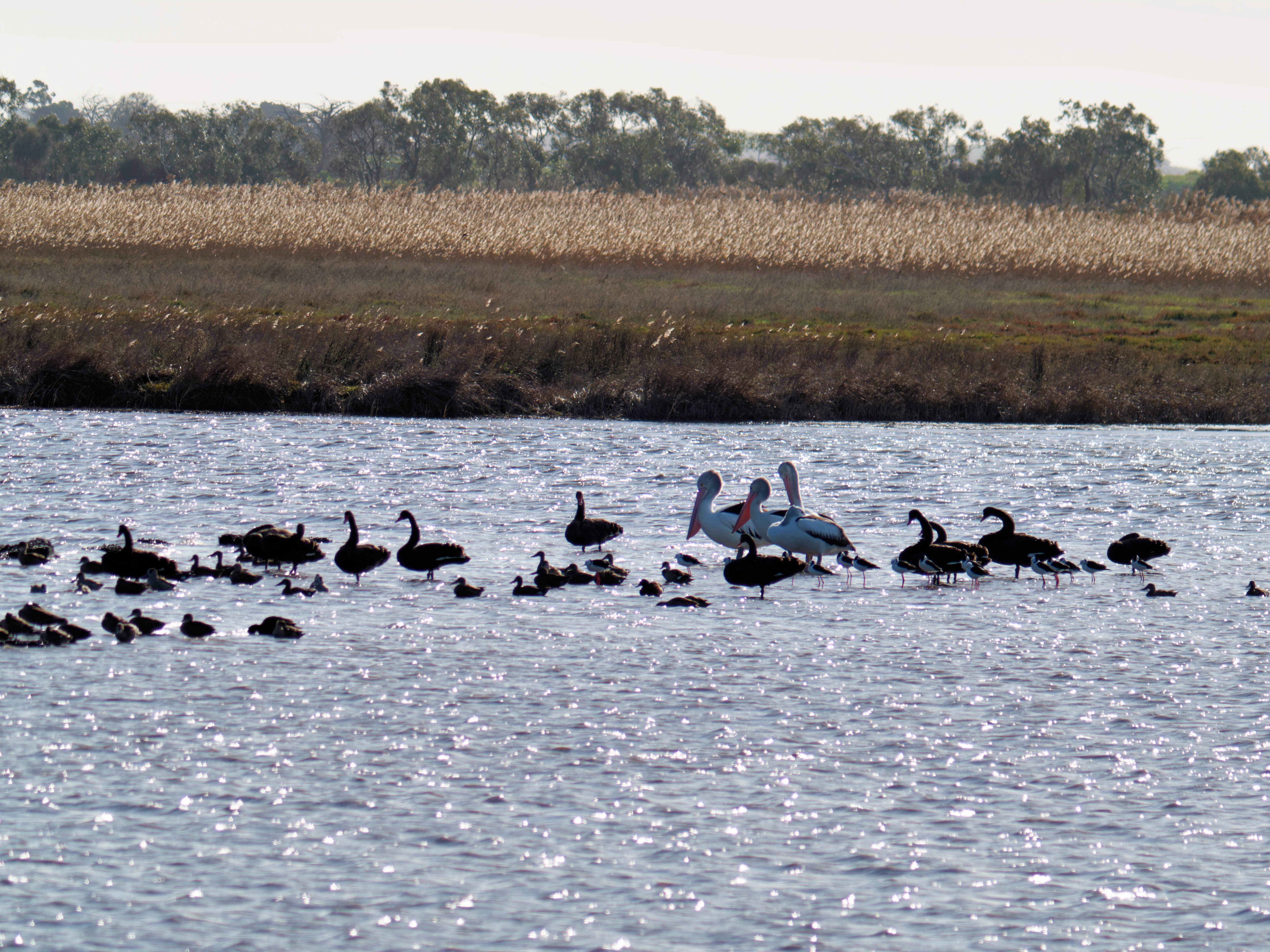 https://lemis.nyc3.digitaloceanspaces.com/grog/Photos/20260729/big/Birding-194.jpeg