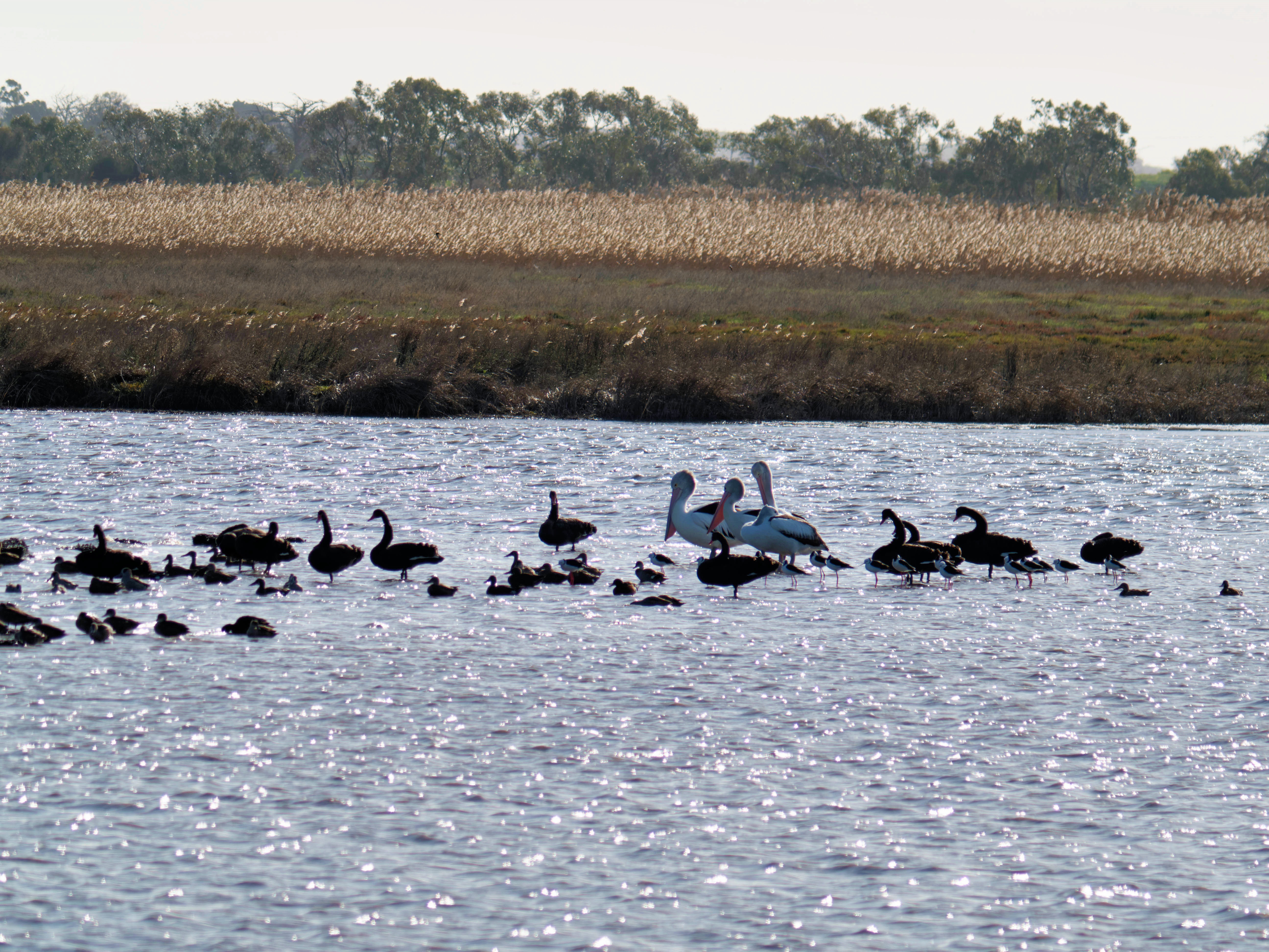 https://lemis.nyc3.digitaloceanspaces.com/grog/Photos/20260729/big/Birding-195.jpeg