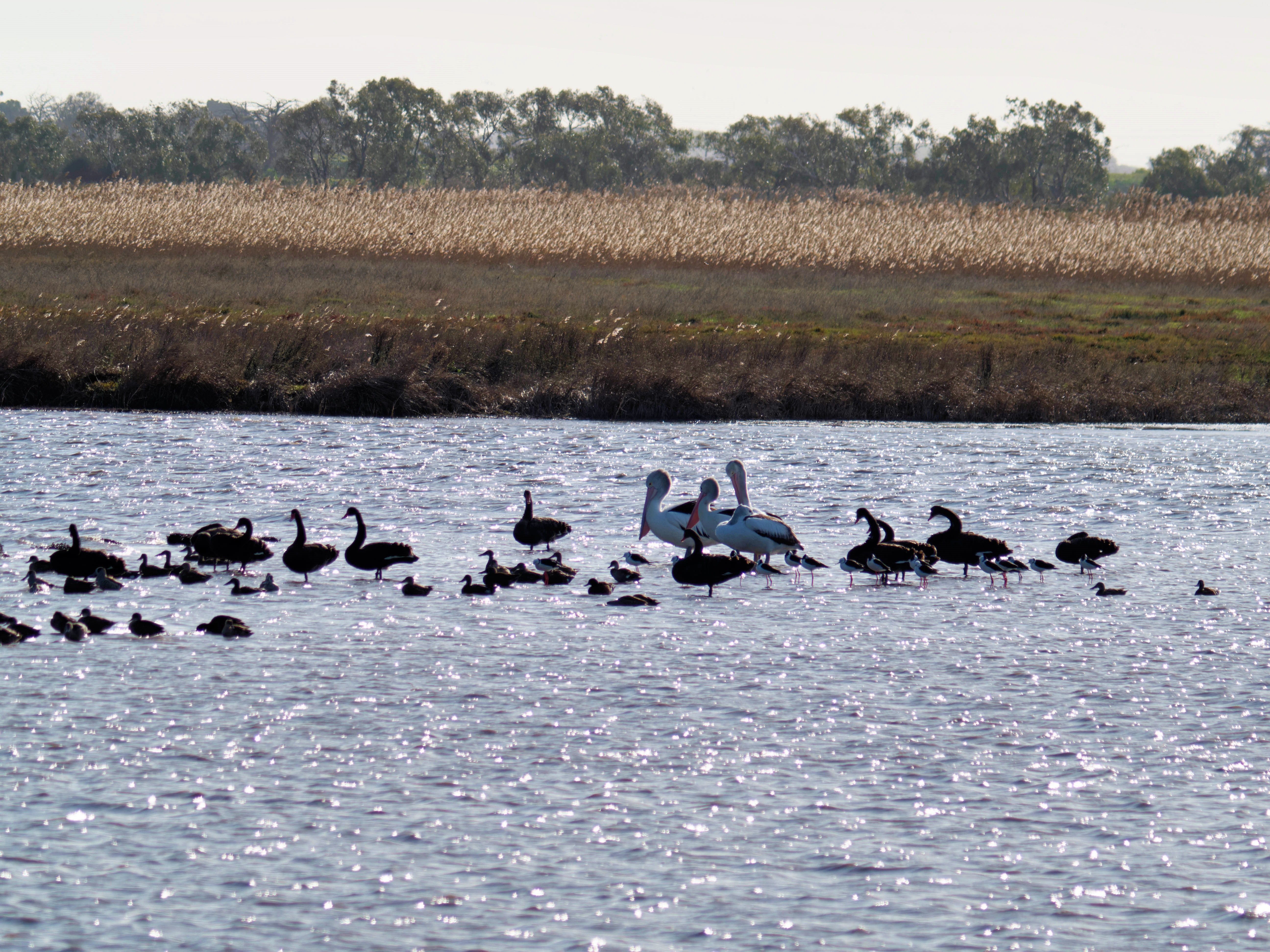 https://lemis.nyc3.digitaloceanspaces.com/grog/Photos/20260729/big/Birding-197.jpeg
