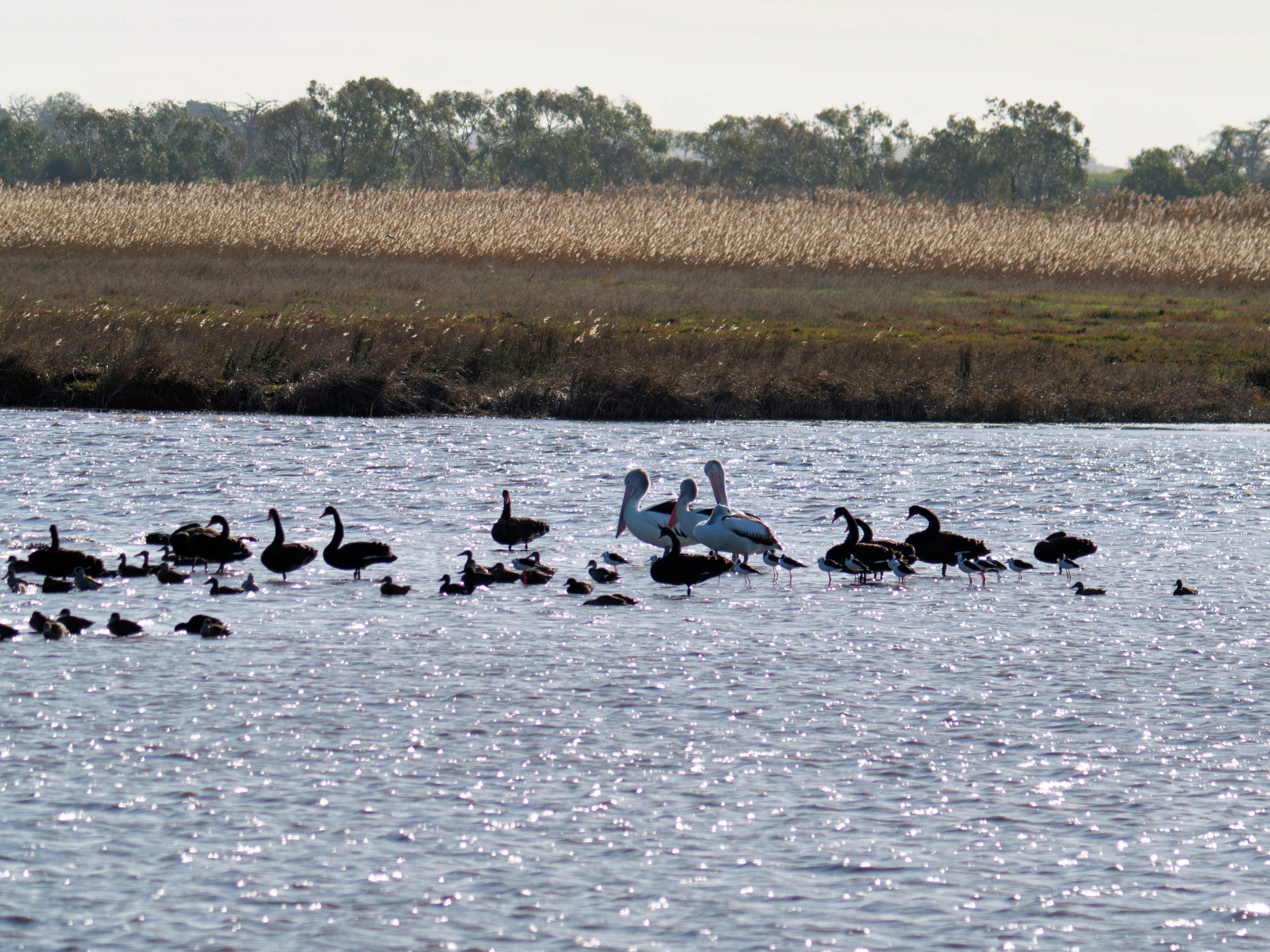 https://lemis.nyc3.digitaloceanspaces.com/grog/Photos/20260729/big/Birding-199.jpeg