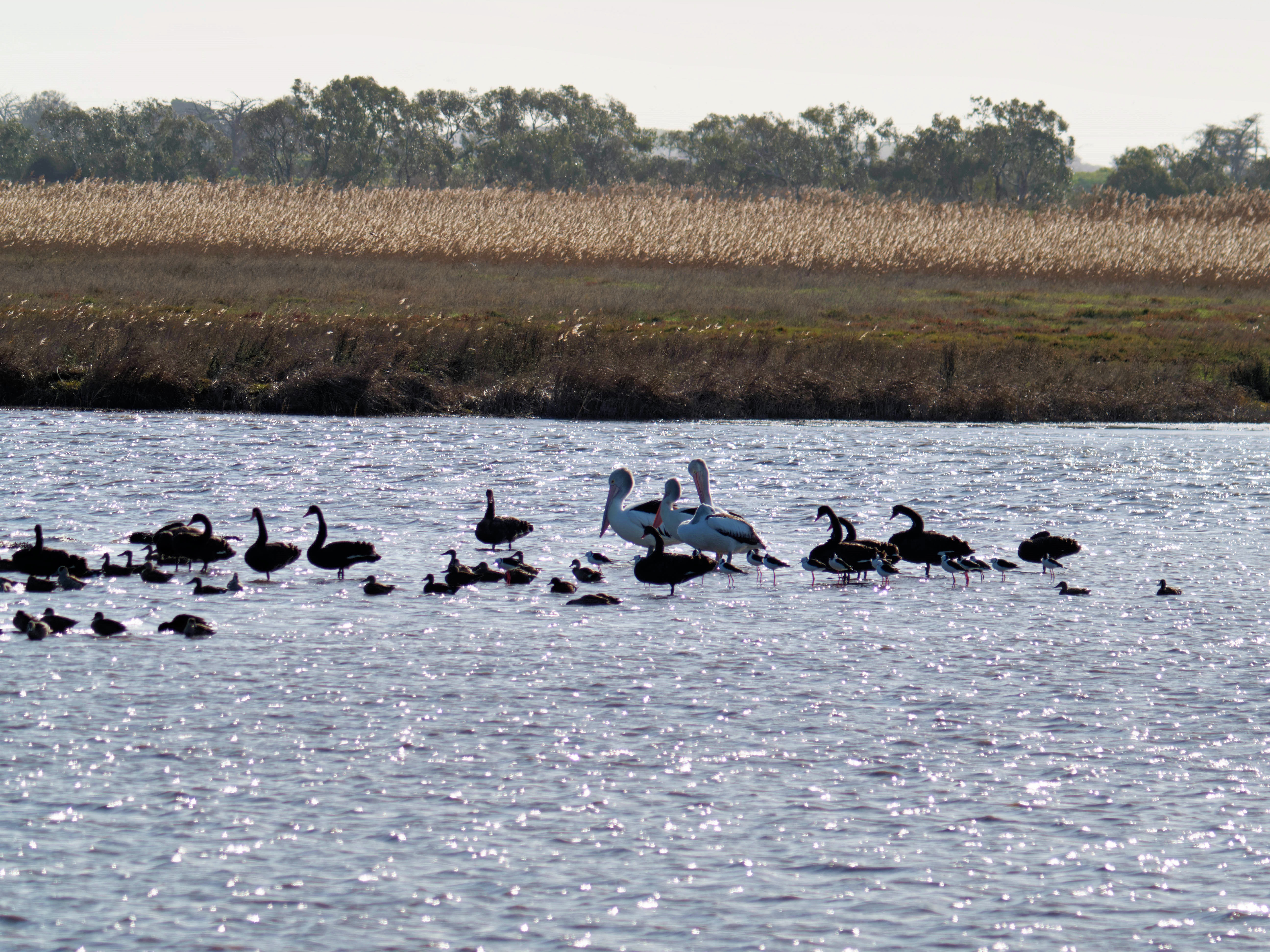 https://lemis.nyc3.digitaloceanspaces.com/grog/Photos/20260729/big/Birding-200.jpeg