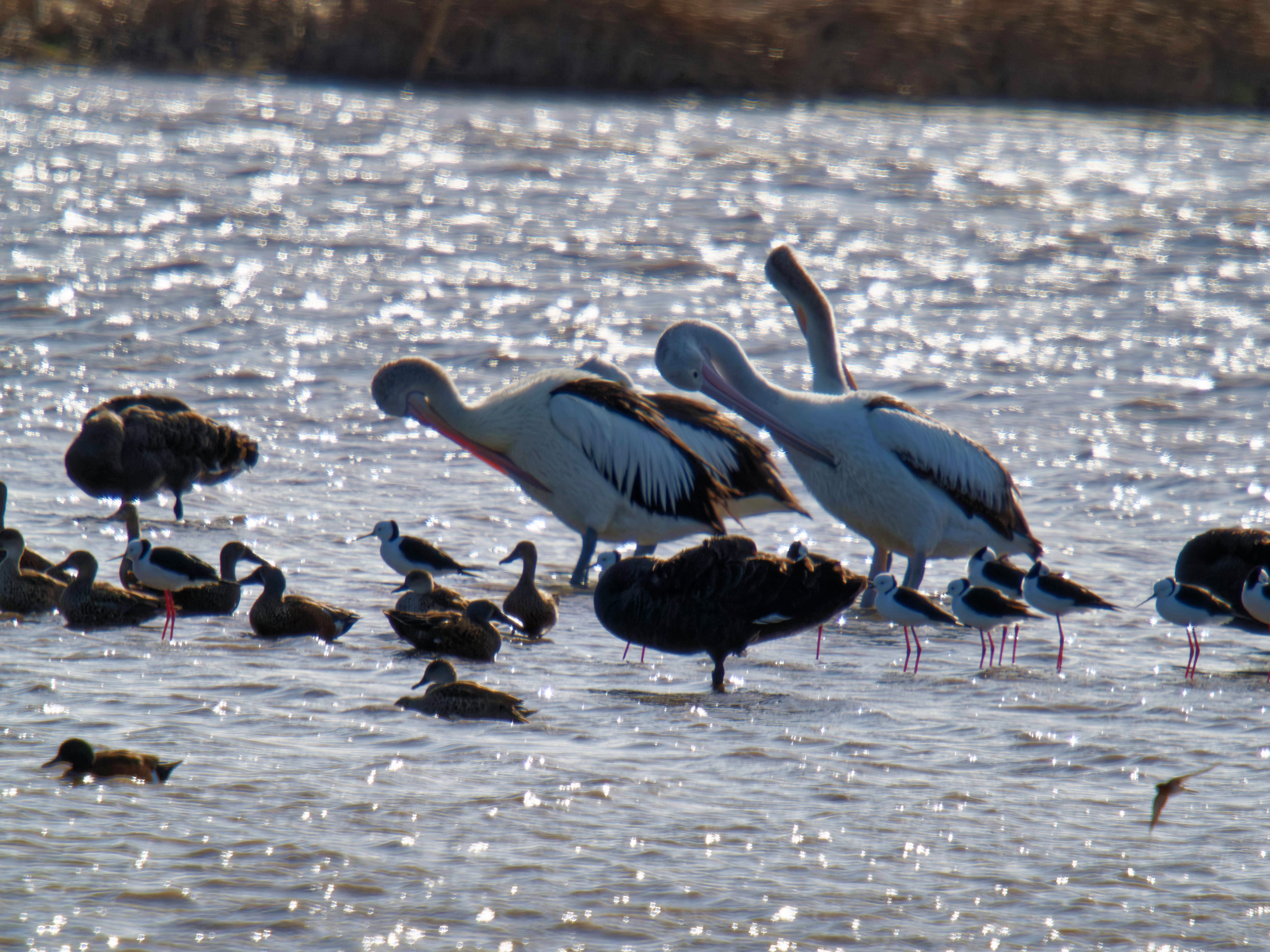 https://lemis.nyc3.digitaloceanspaces.com/grog/Photos/20260729/big/Birding-204.jpeg