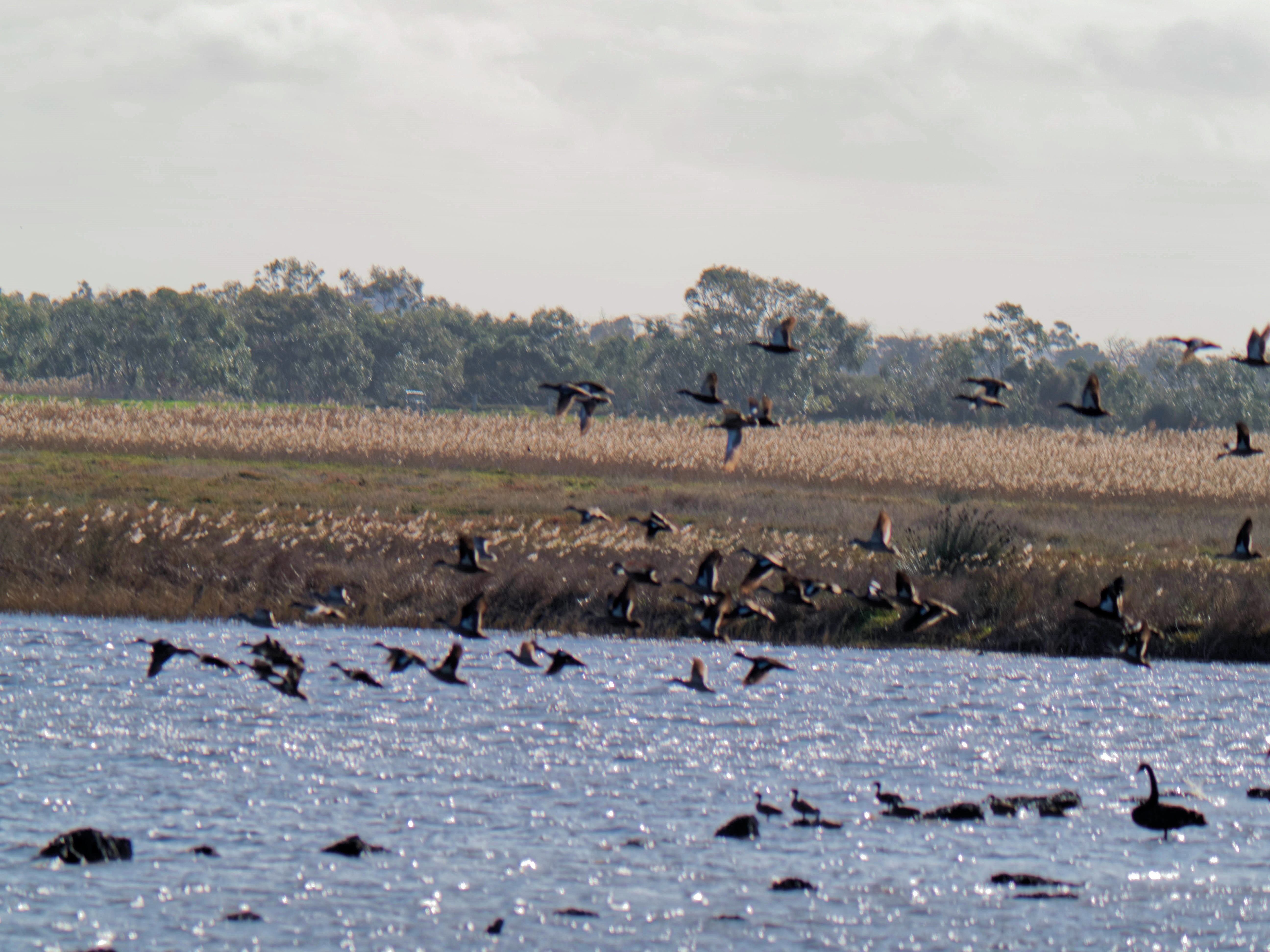 https://lemis.nyc3.digitaloceanspaces.com/grog/Photos/20260729/big/Birding-207.jpeg