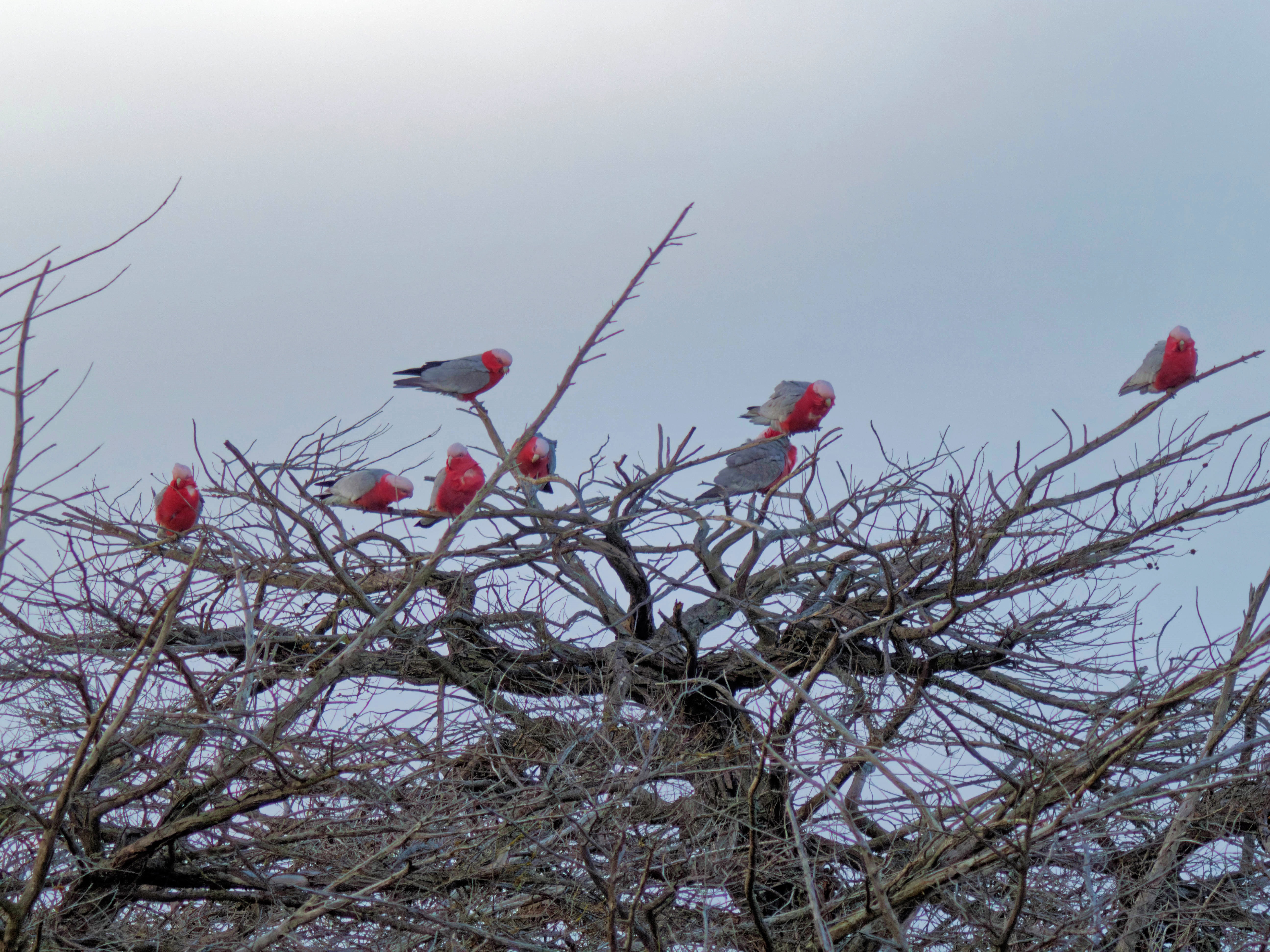 https://lemis.nyc3.digitaloceanspaces.com/grog/Photos/20260729/big/Birding-21.jpeg