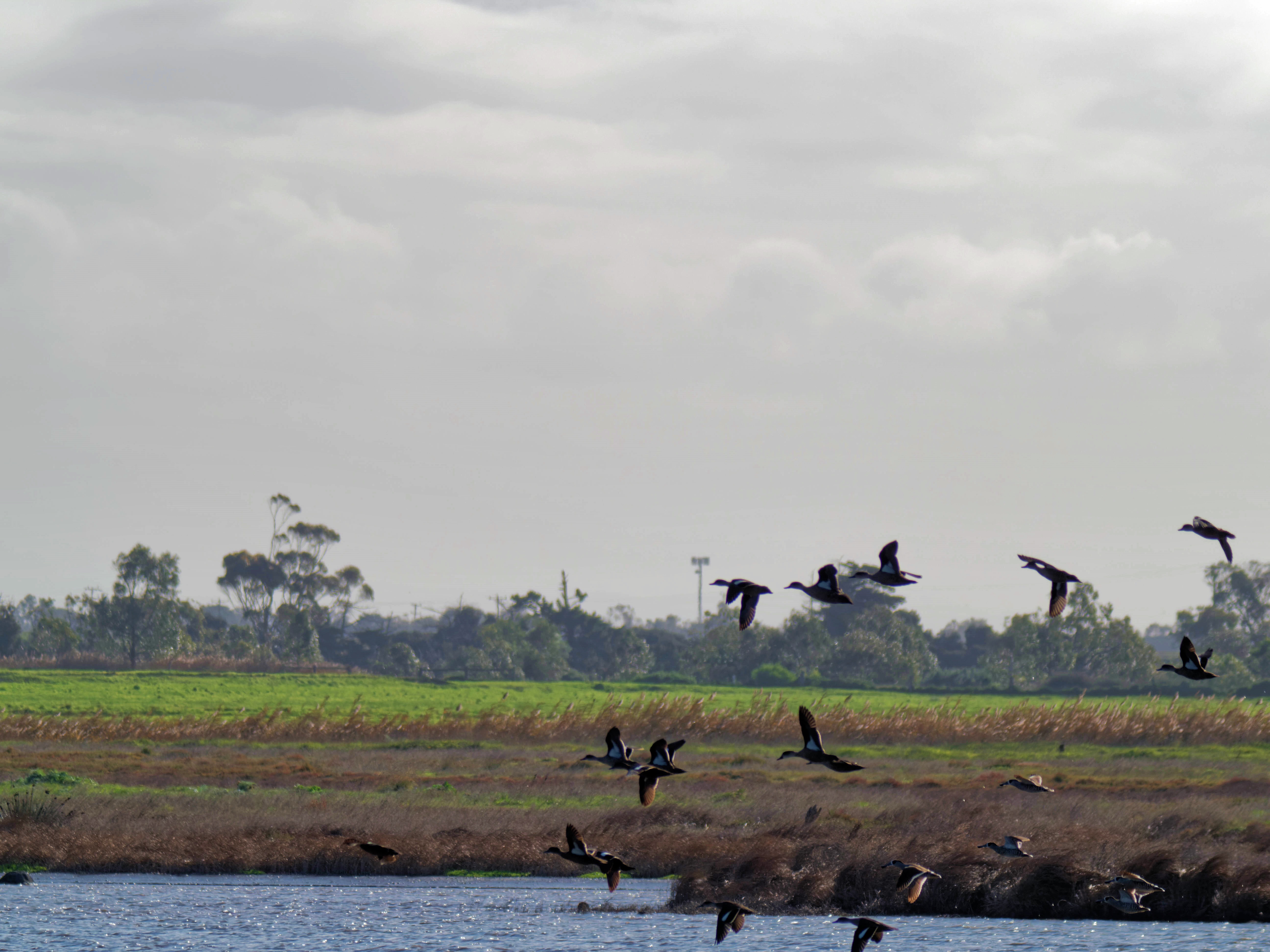 https://lemis.nyc3.digitaloceanspaces.com/grog/Photos/20260729/big/Birding-211.jpeg