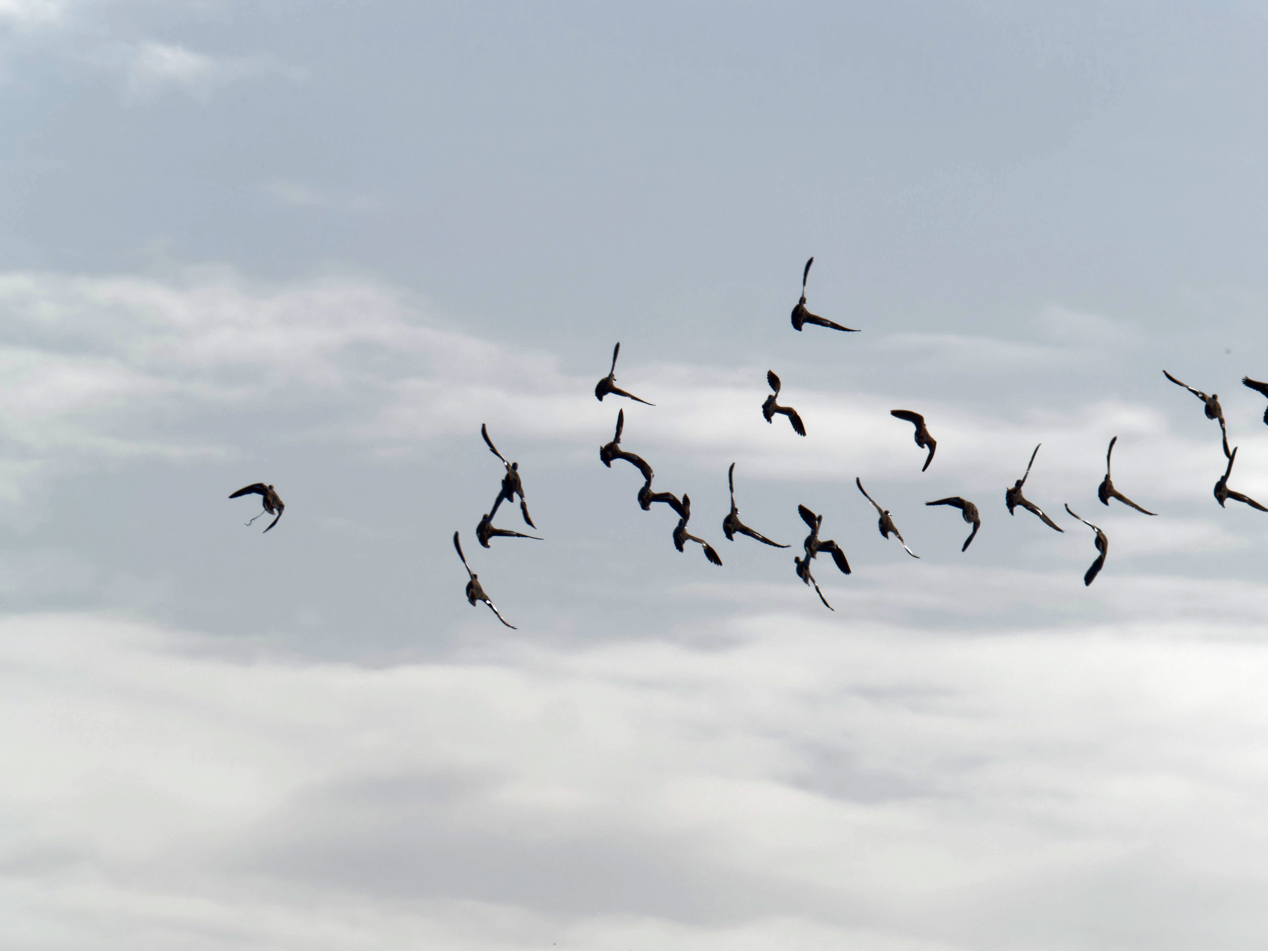 https://lemis.nyc3.digitaloceanspaces.com/grog/Photos/20260729/big/Birding-213.jpeg