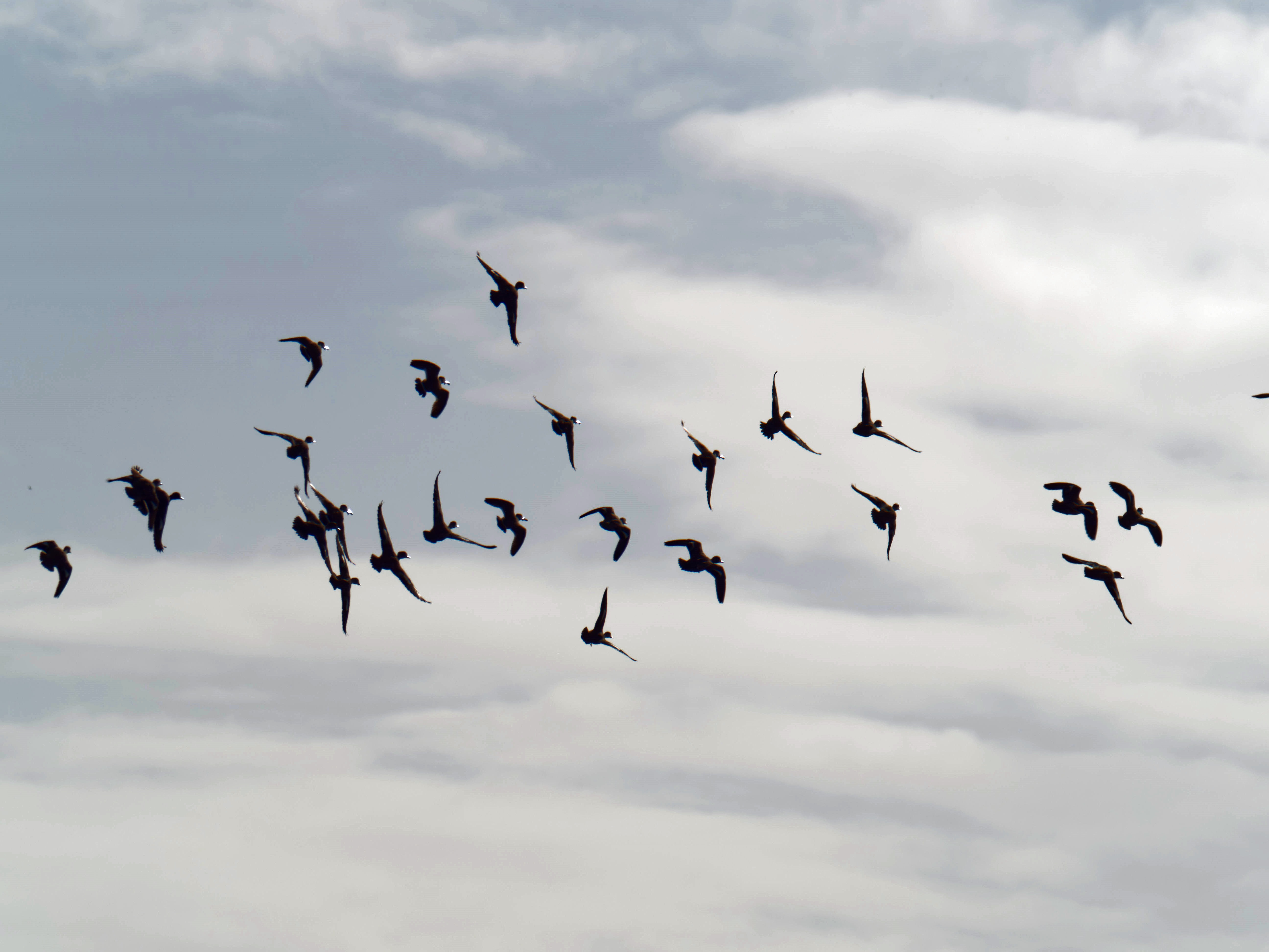 https://lemis.nyc3.digitaloceanspaces.com/grog/Photos/20260729/big/Birding-214.jpeg