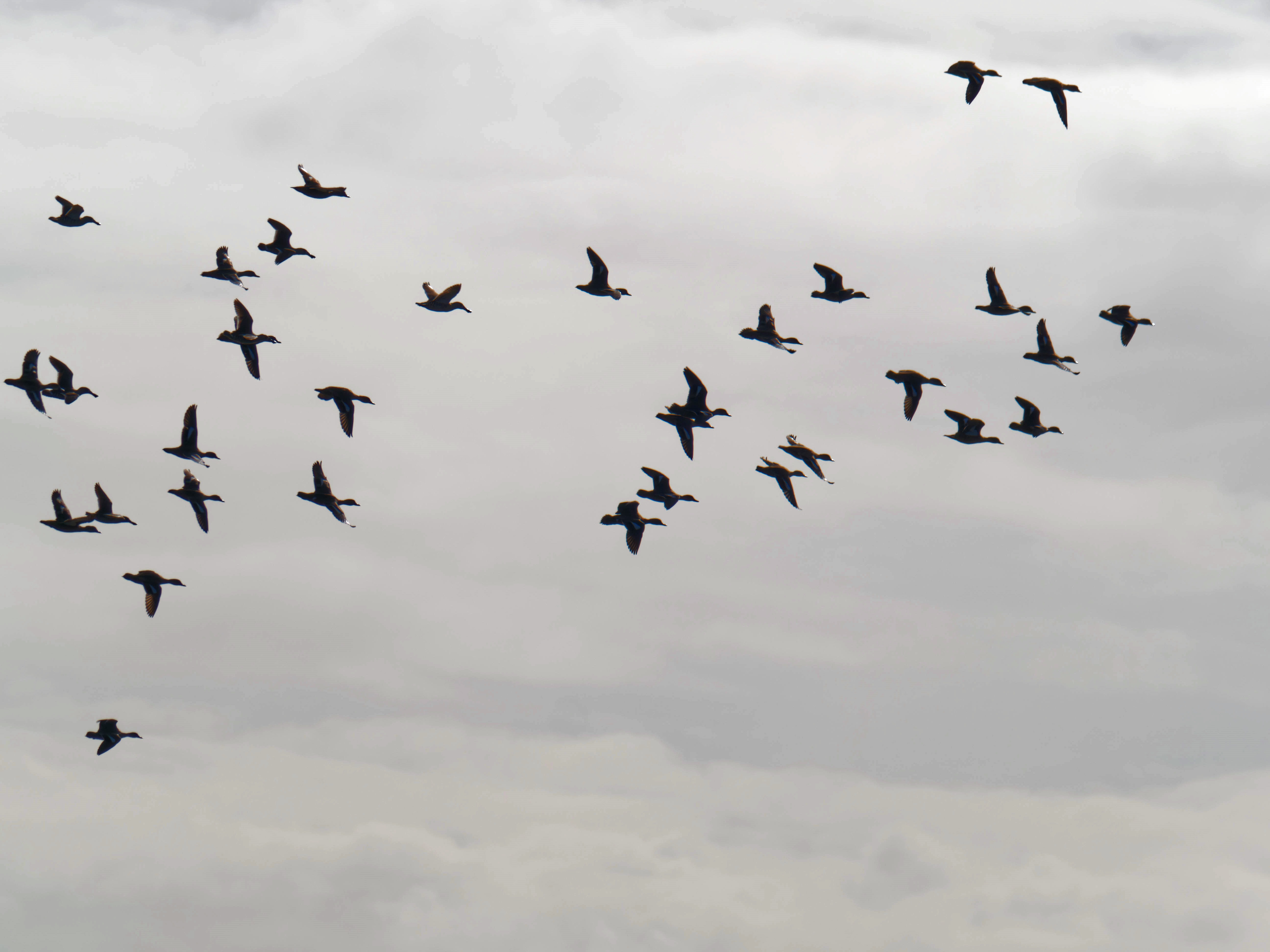 https://lemis.nyc3.digitaloceanspaces.com/grog/Photos/20260729/big/Birding-216.jpeg