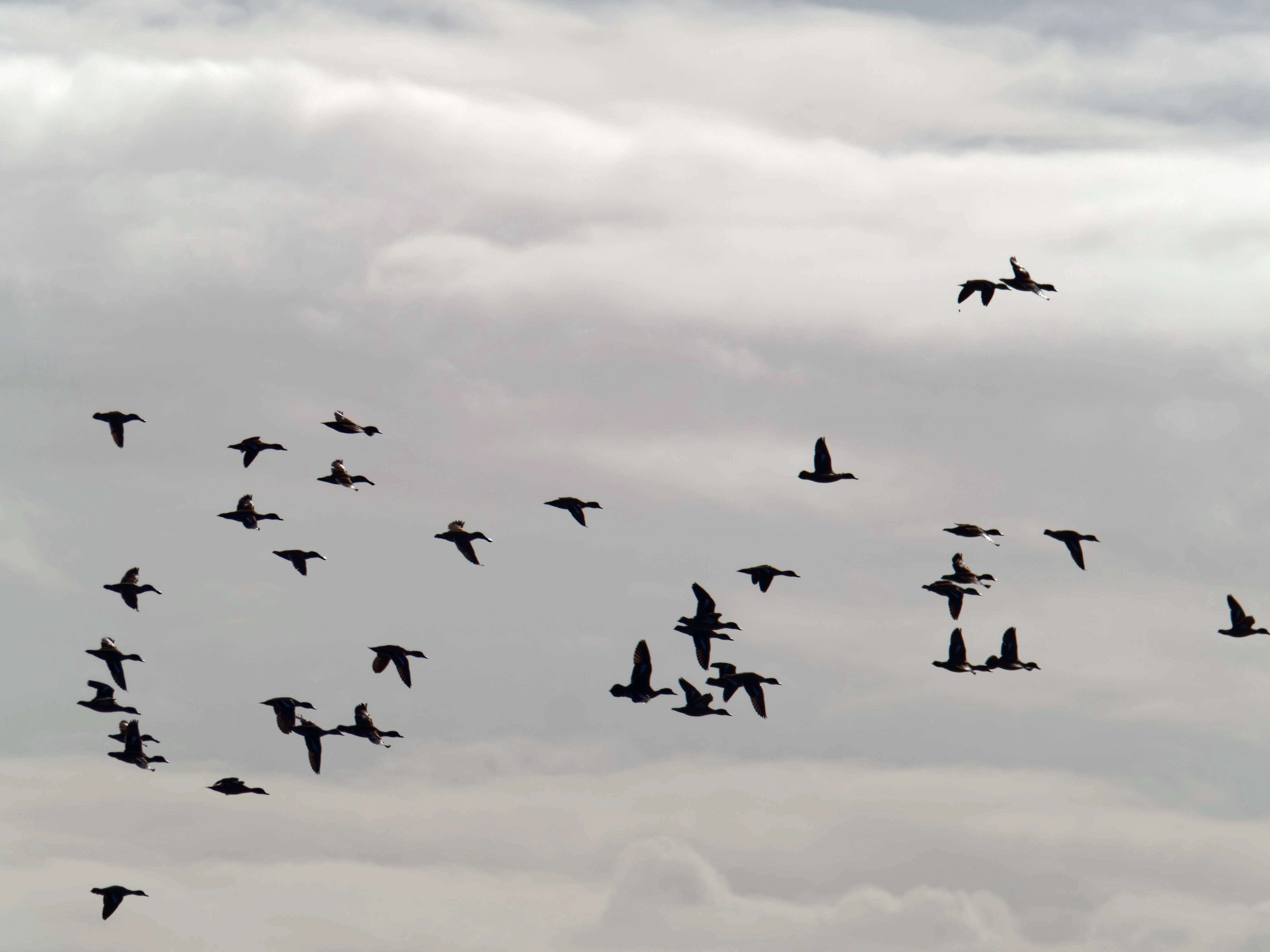 https://lemis.nyc3.digitaloceanspaces.com/grog/Photos/20260729/big/Birding-217.jpeg