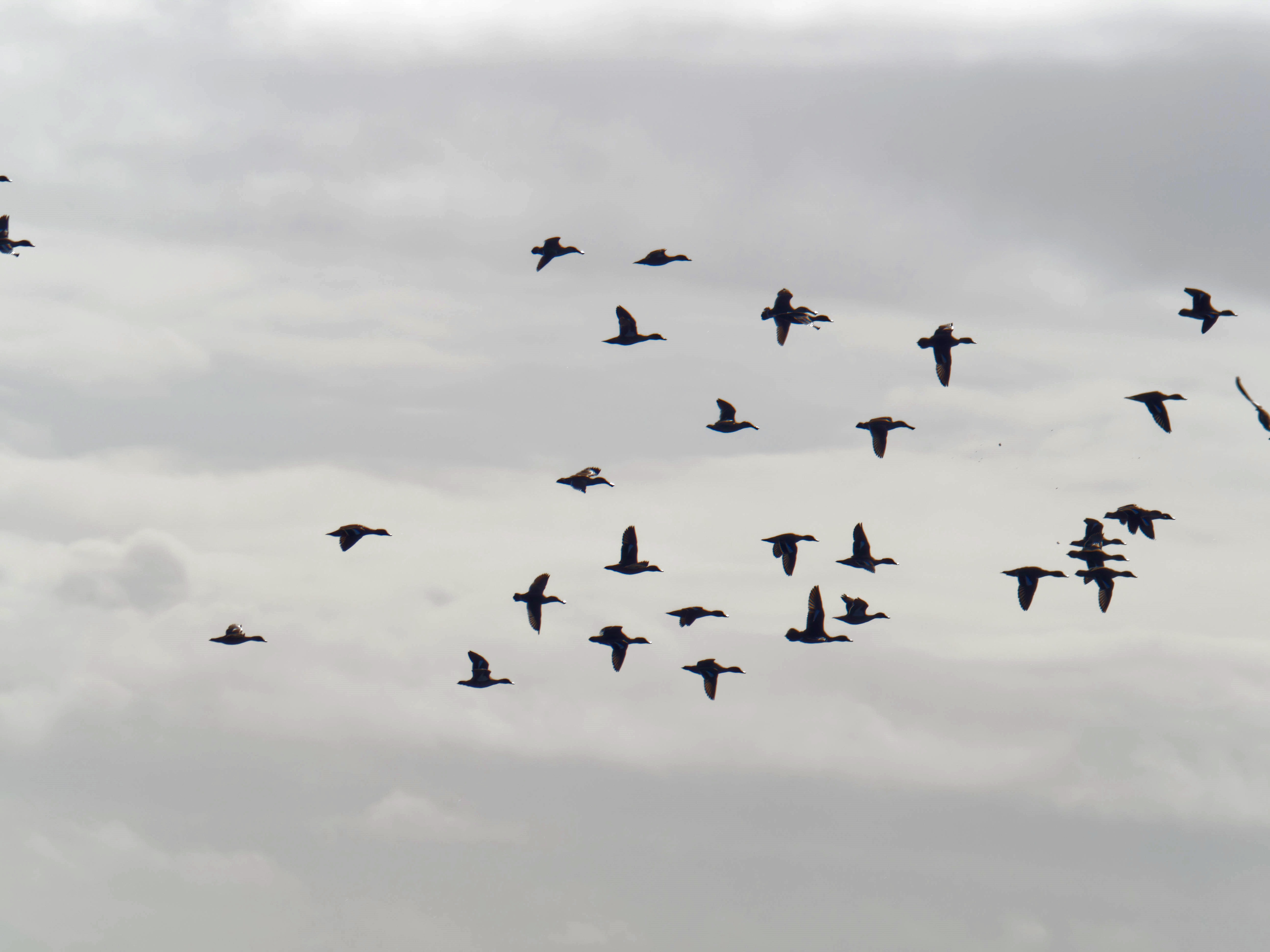 https://lemis.nyc3.digitaloceanspaces.com/grog/Photos/20260729/big/Birding-218.jpeg