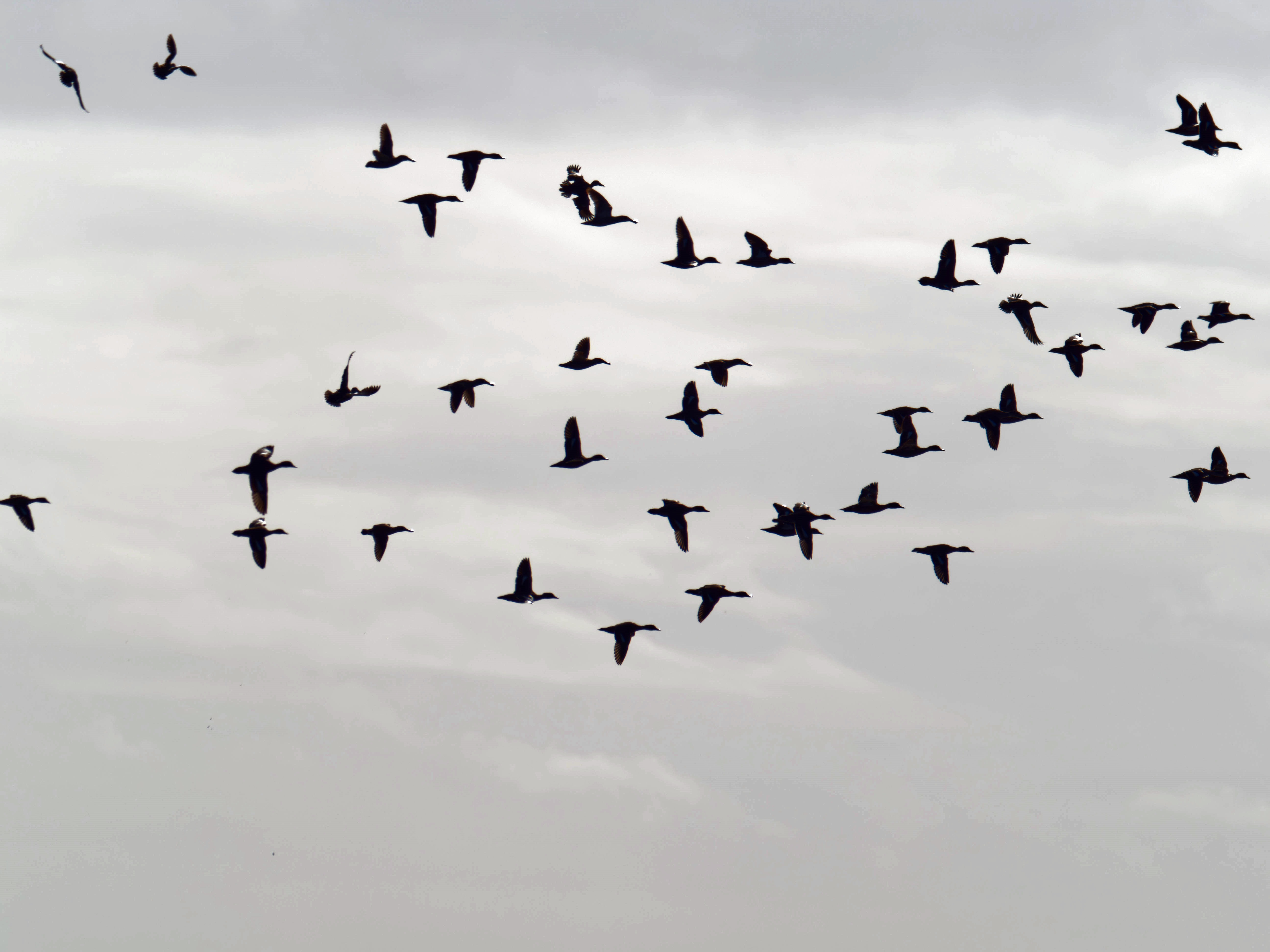 https://lemis.nyc3.digitaloceanspaces.com/grog/Photos/20260729/big/Birding-219.jpeg