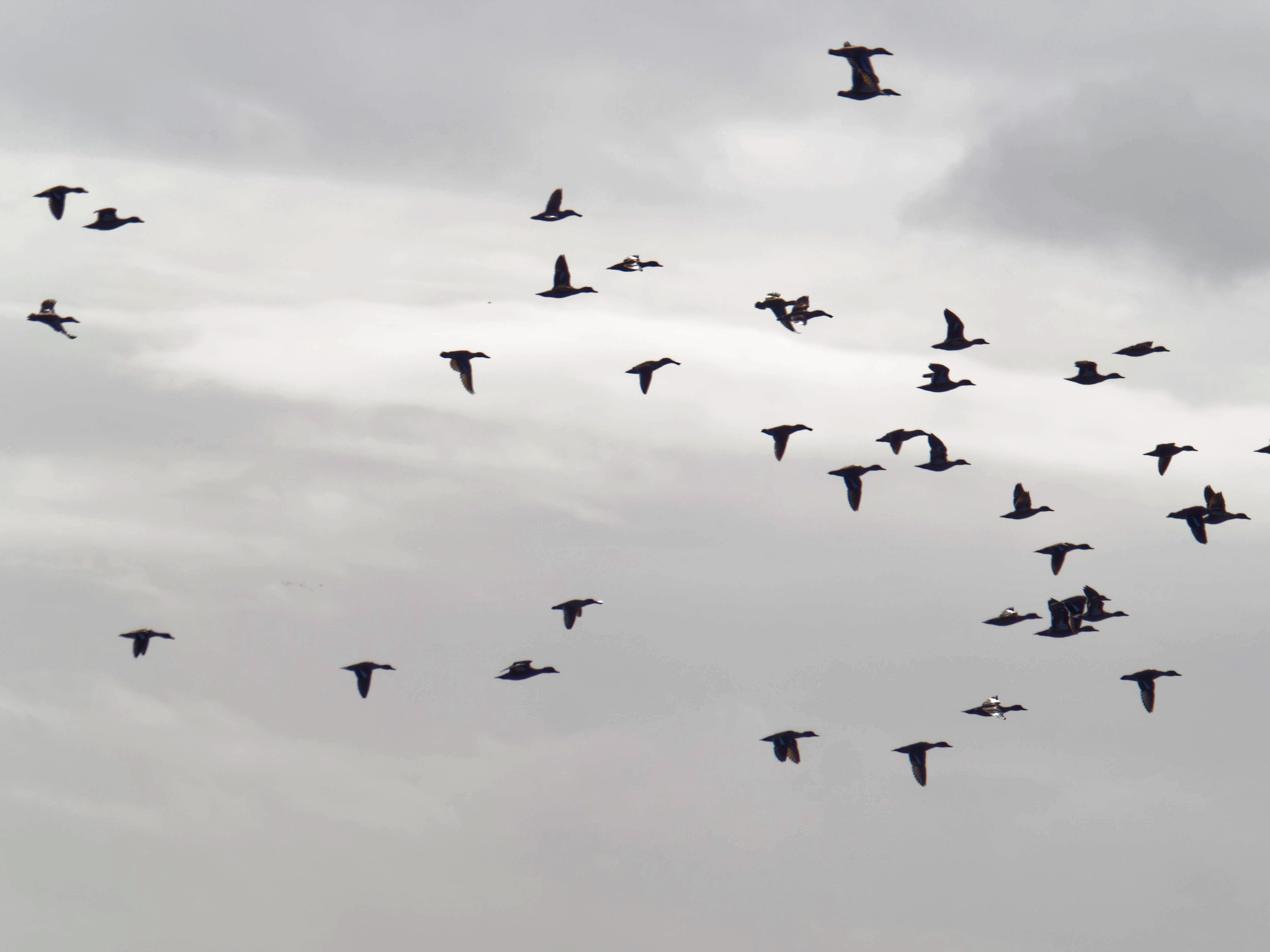 https://lemis.nyc3.digitaloceanspaces.com/grog/Photos/20260729/big/Birding-220.jpeg