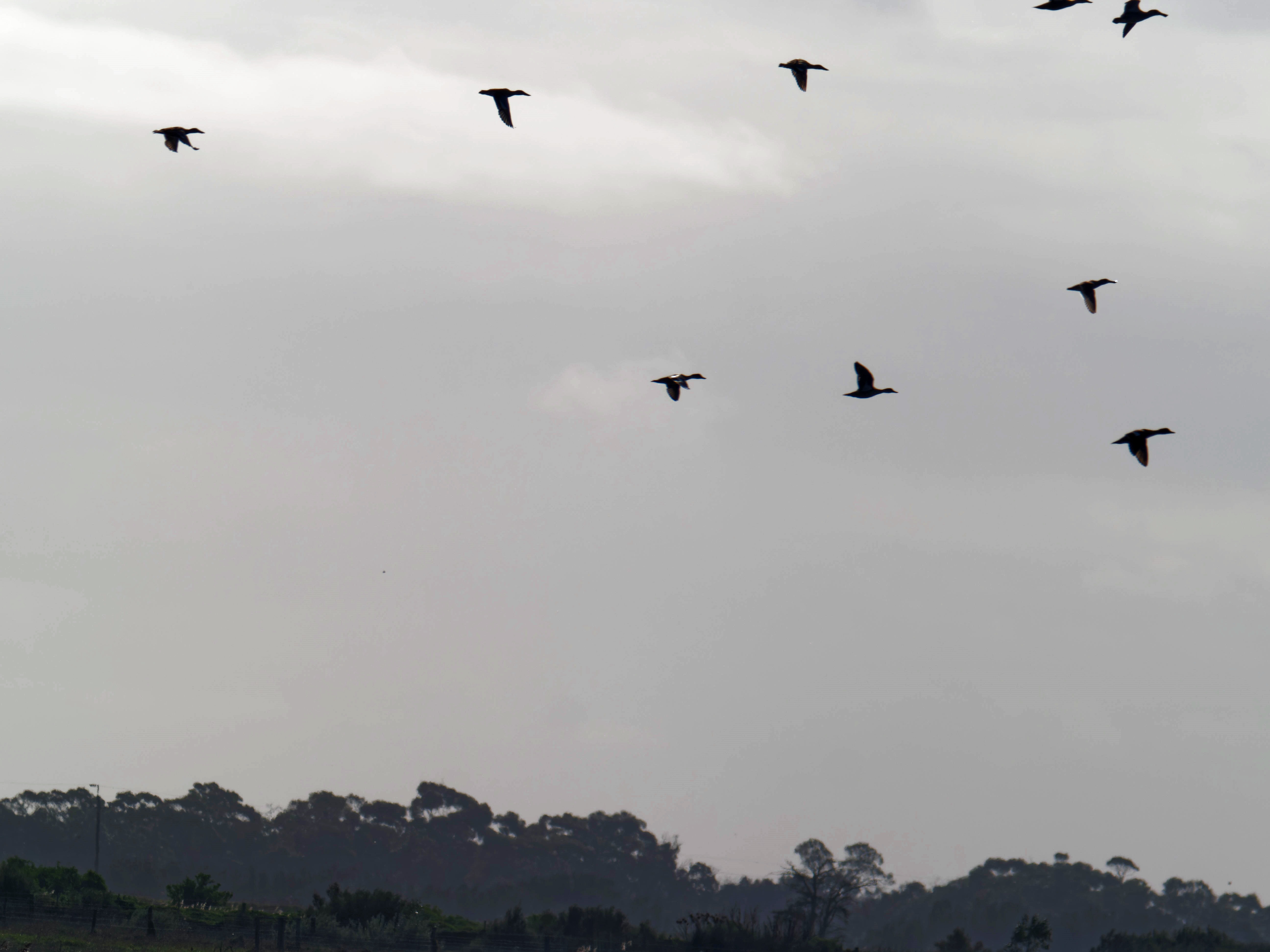 https://lemis.nyc3.digitaloceanspaces.com/grog/Photos/20260729/big/Birding-221.jpeg