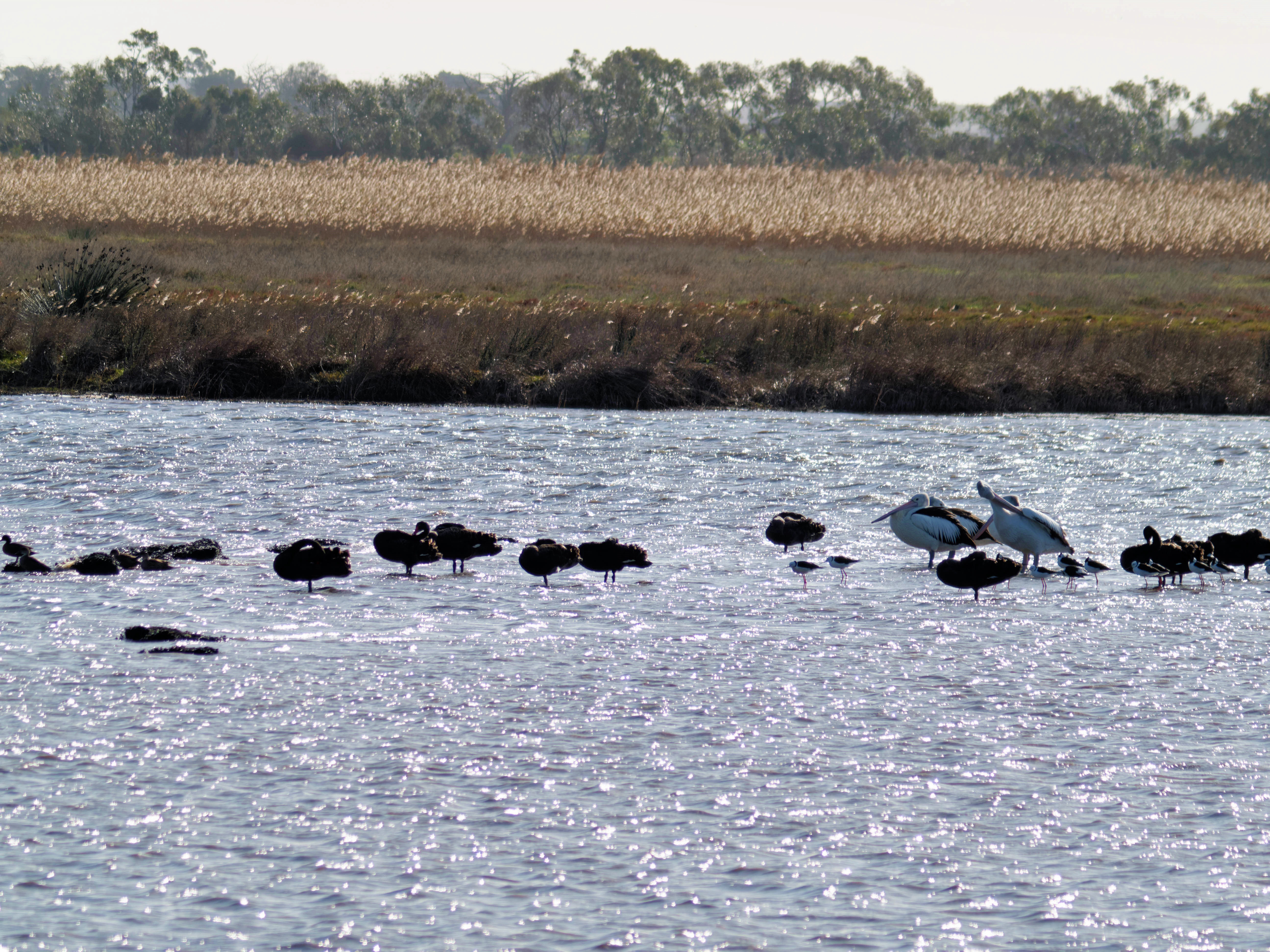https://lemis.nyc3.digitaloceanspaces.com/grog/Photos/20260729/big/Birding-224.jpeg