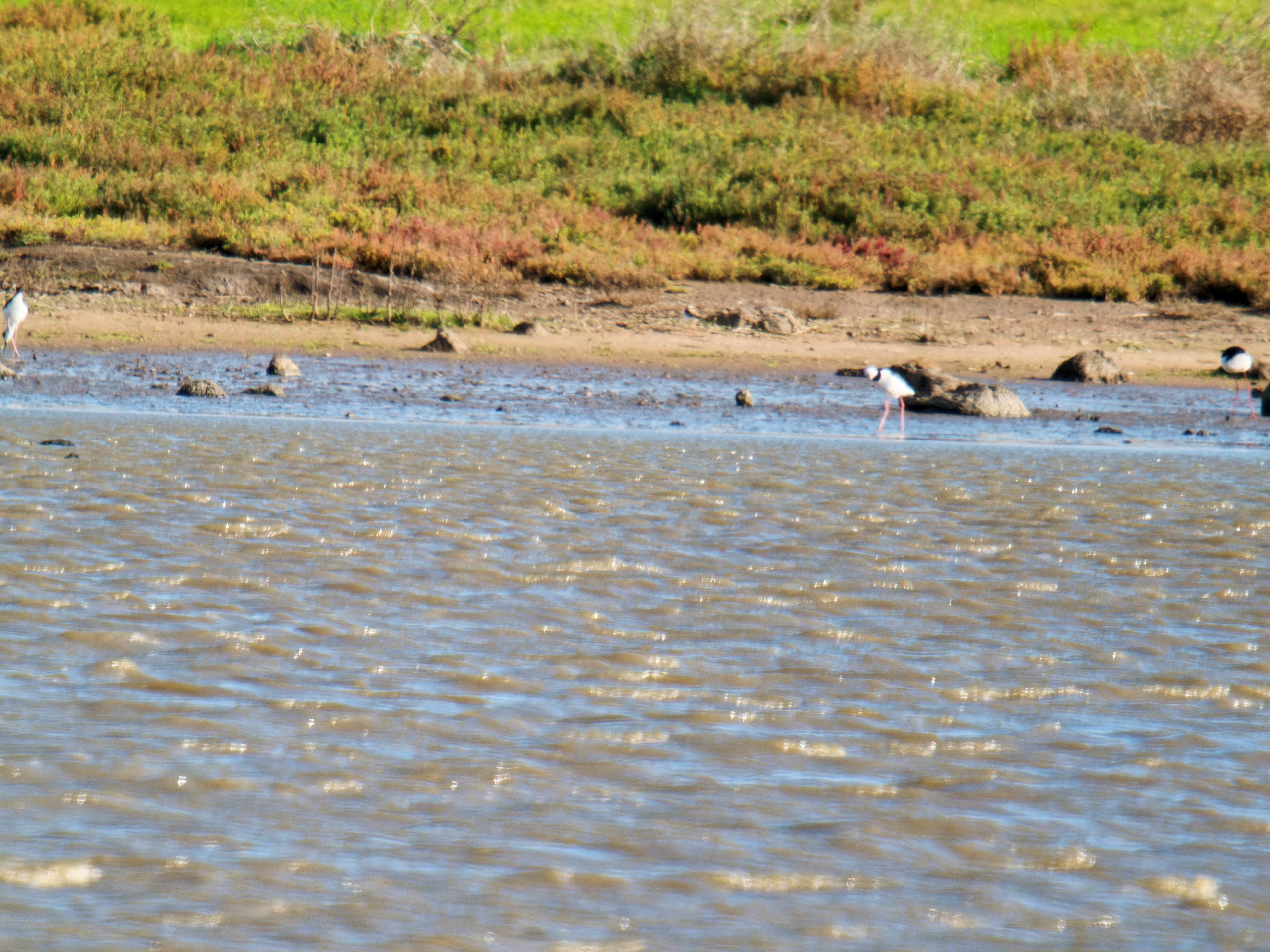https://lemis.nyc3.digitaloceanspaces.com/grog/Photos/20260729/big/Birding-227.jpeg
