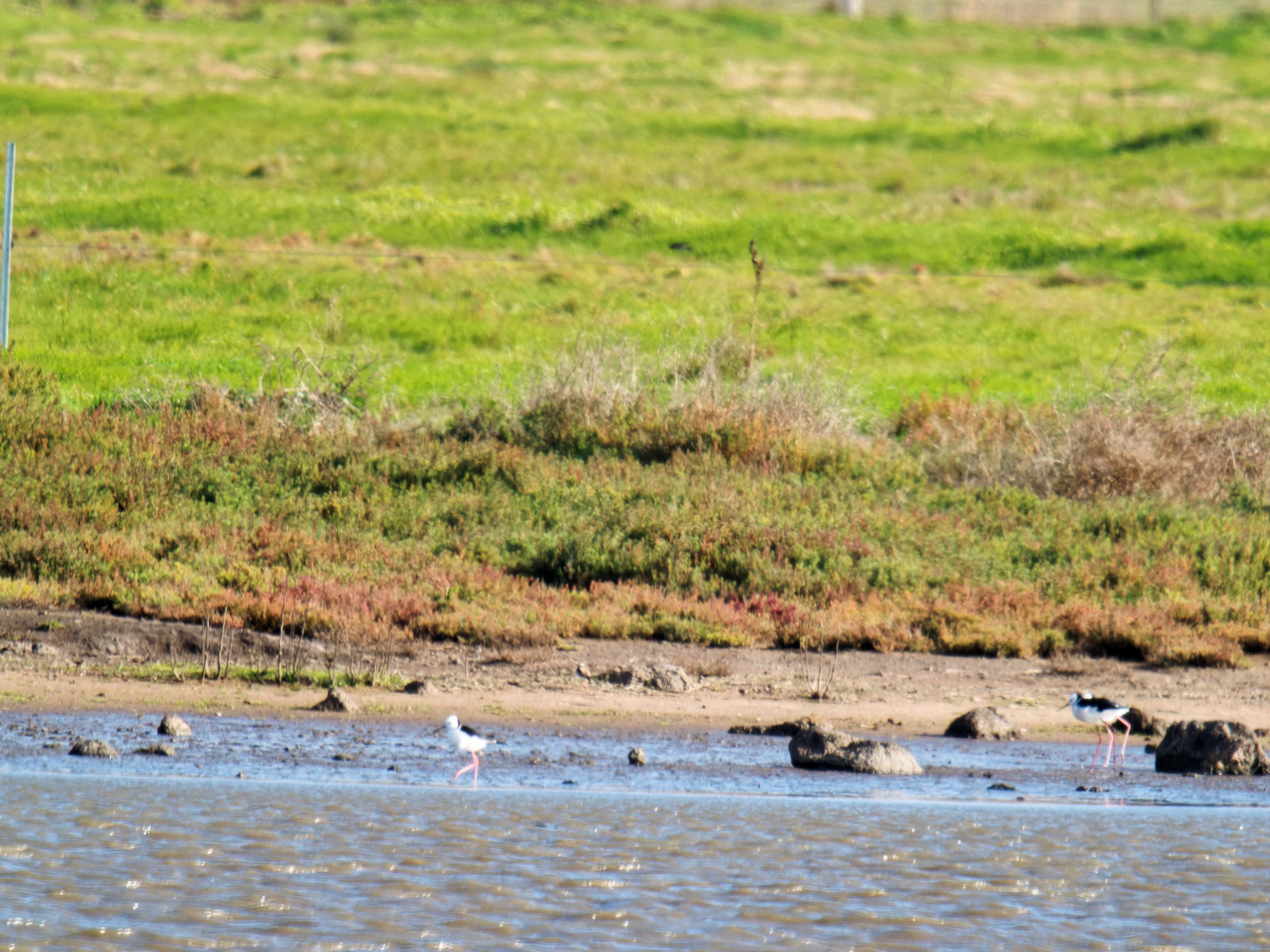 https://lemis.nyc3.digitaloceanspaces.com/grog/Photos/20260729/big/Birding-228.jpeg